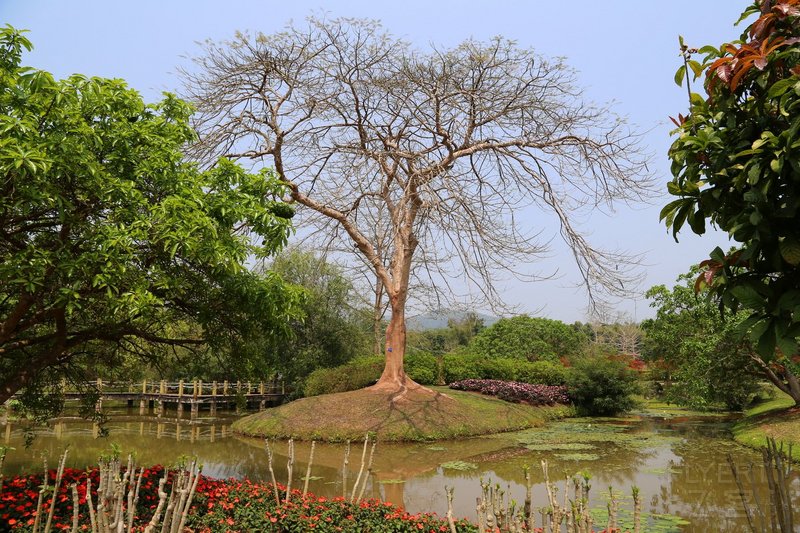 Xishuangbanna--Chinese Academy of Sciences Xishuangbanna Botanical Garden (53).JPG