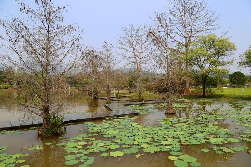 Xishuangbanna--Chinese Academy of Sciences Xishuangbanna Botanical Garden (58).JPG