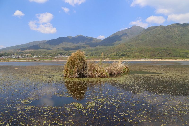 Tengchong--Beihai Wetland (9).JPG