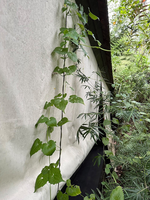 酋长人生——巴厘岛布阿罕悦榕逸境酒店（Buahan, a Banyan Tree Escape）小记