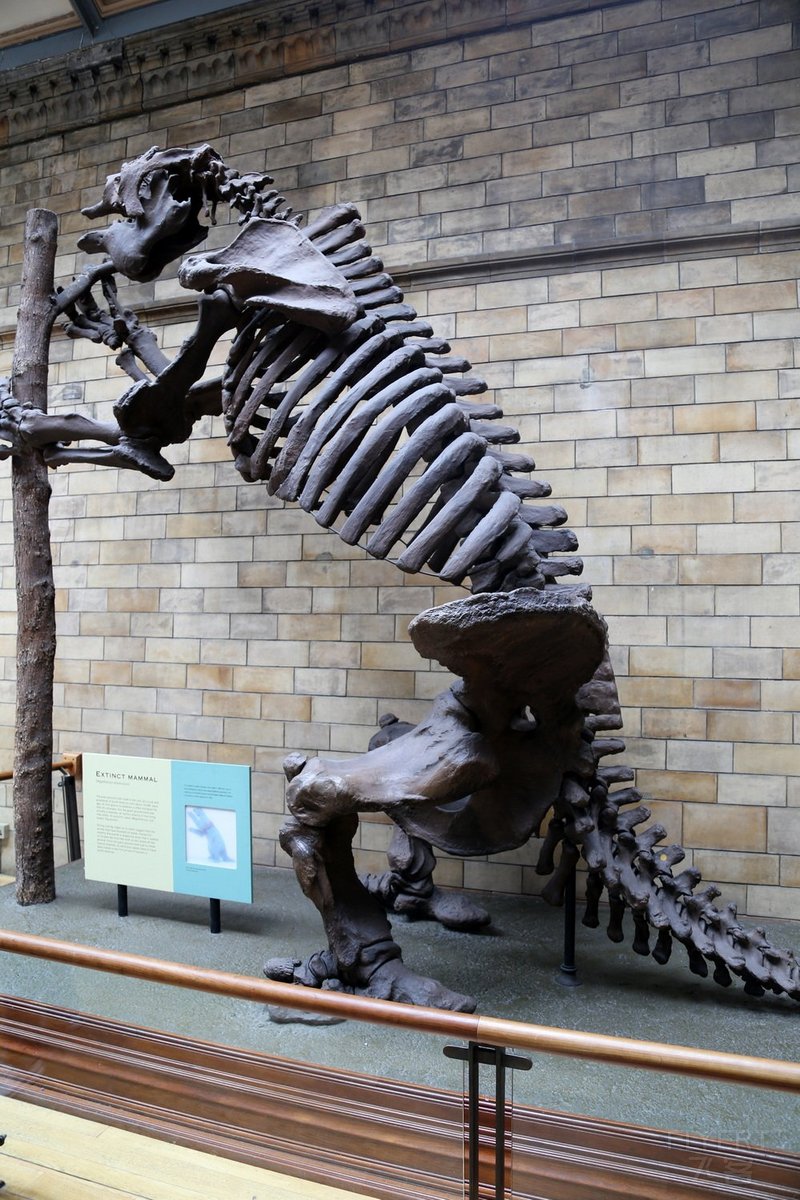 London--Natural History Museum (49).JPG