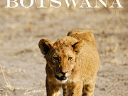 #悦见金秋#追逐大猫（上）——博茨瓦纳乔贝国家公园Savute Safari Lodge体验
