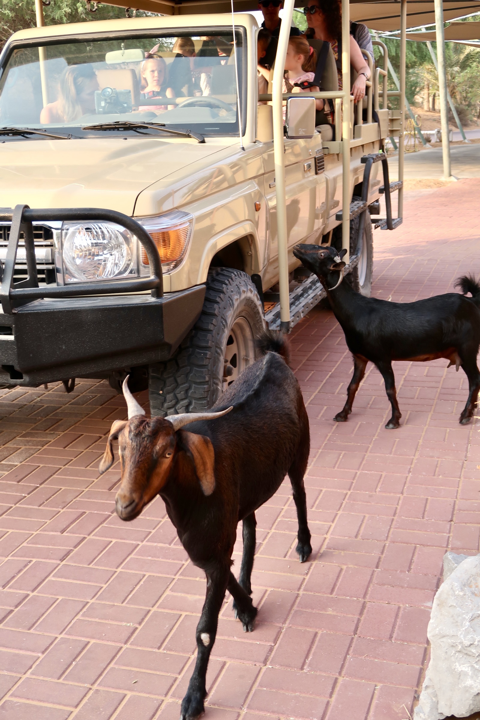 ˼پƵThe Ritz-Carlton Ras Al Khaimah, Al Wadi Desert