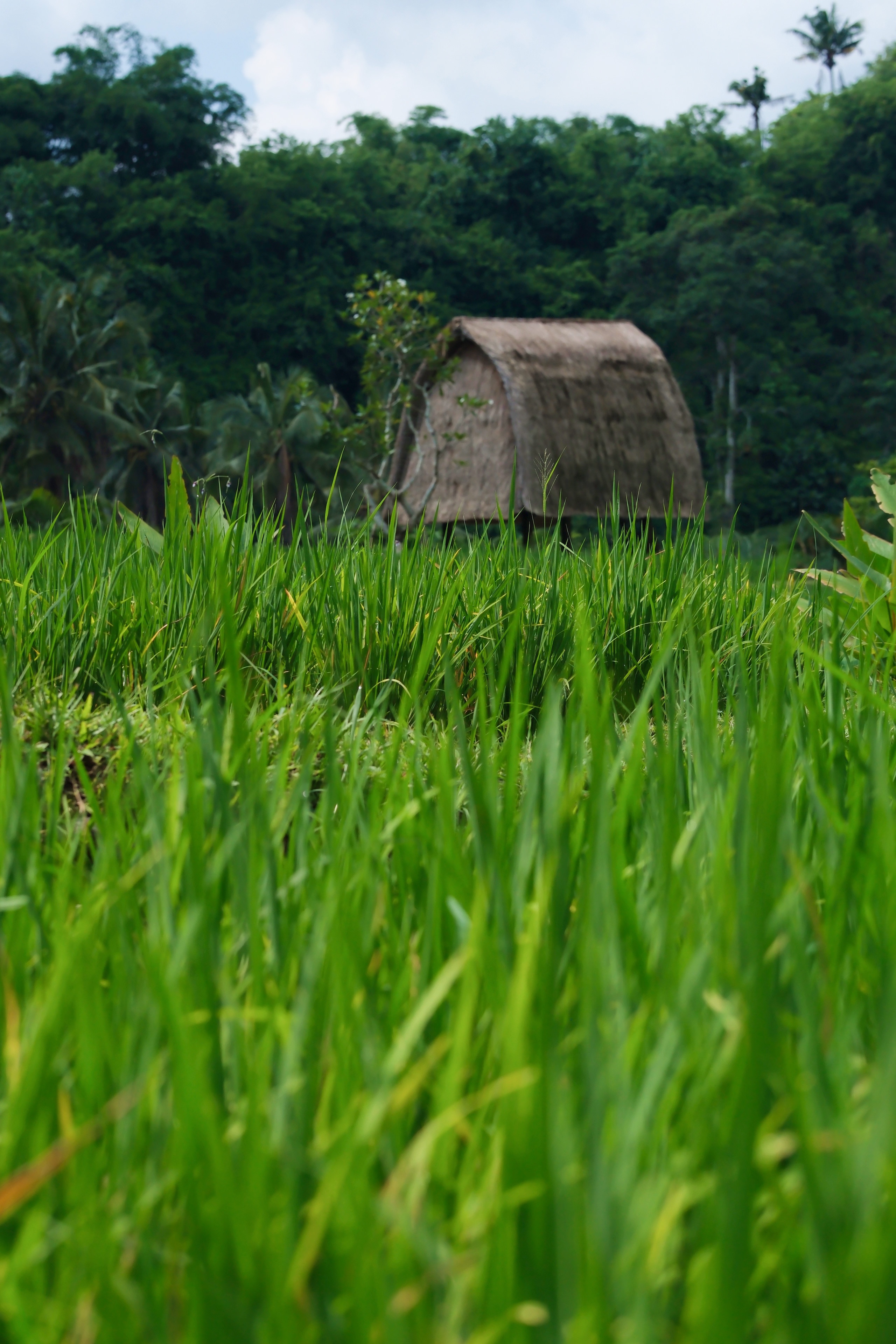 Mandapa, a Ritz-Carlton Reserveס桪¤۾棬ҰĿա