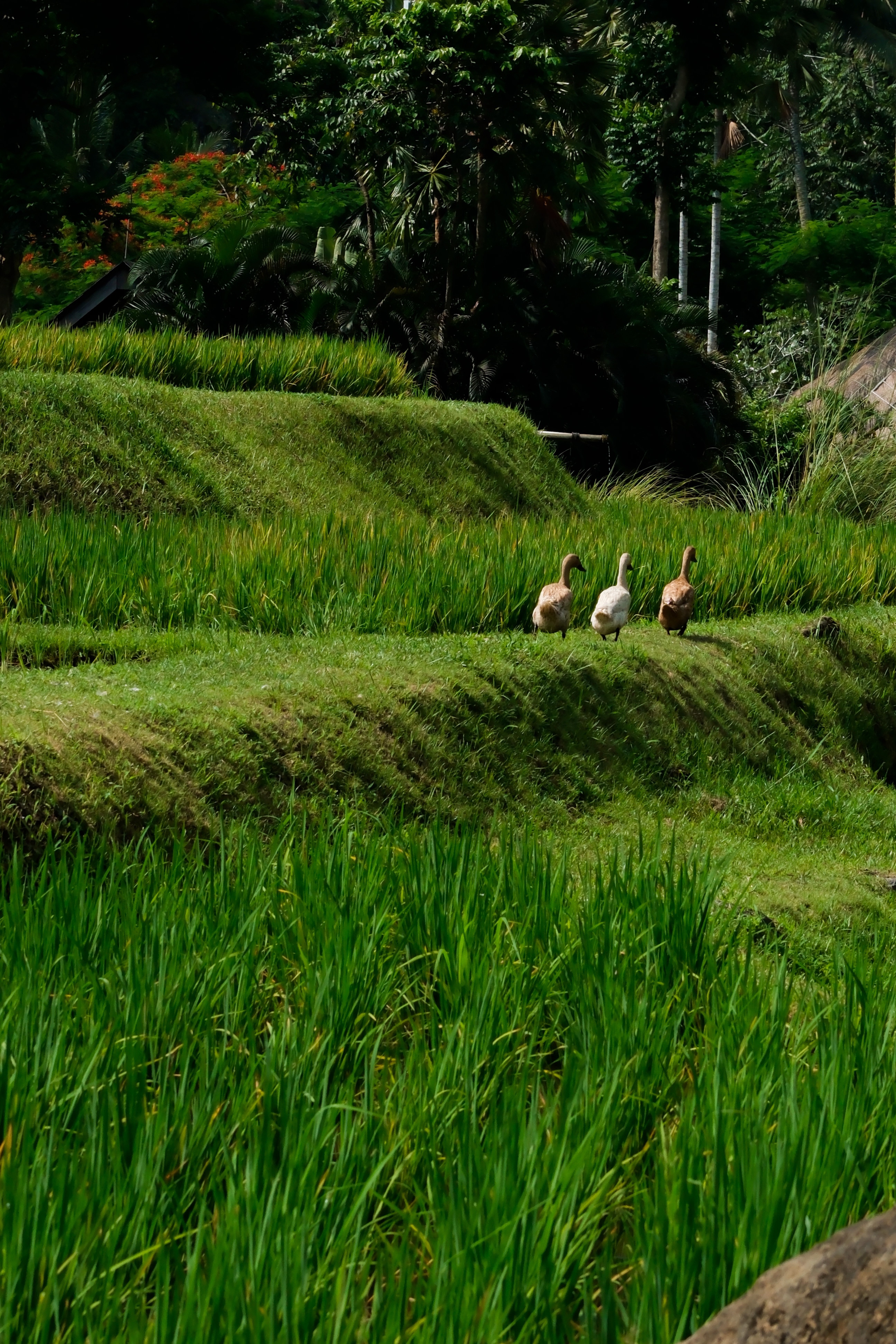 Mandapa, a Ritz-Carlton Reserveס桪¤۾棬ҰĿա