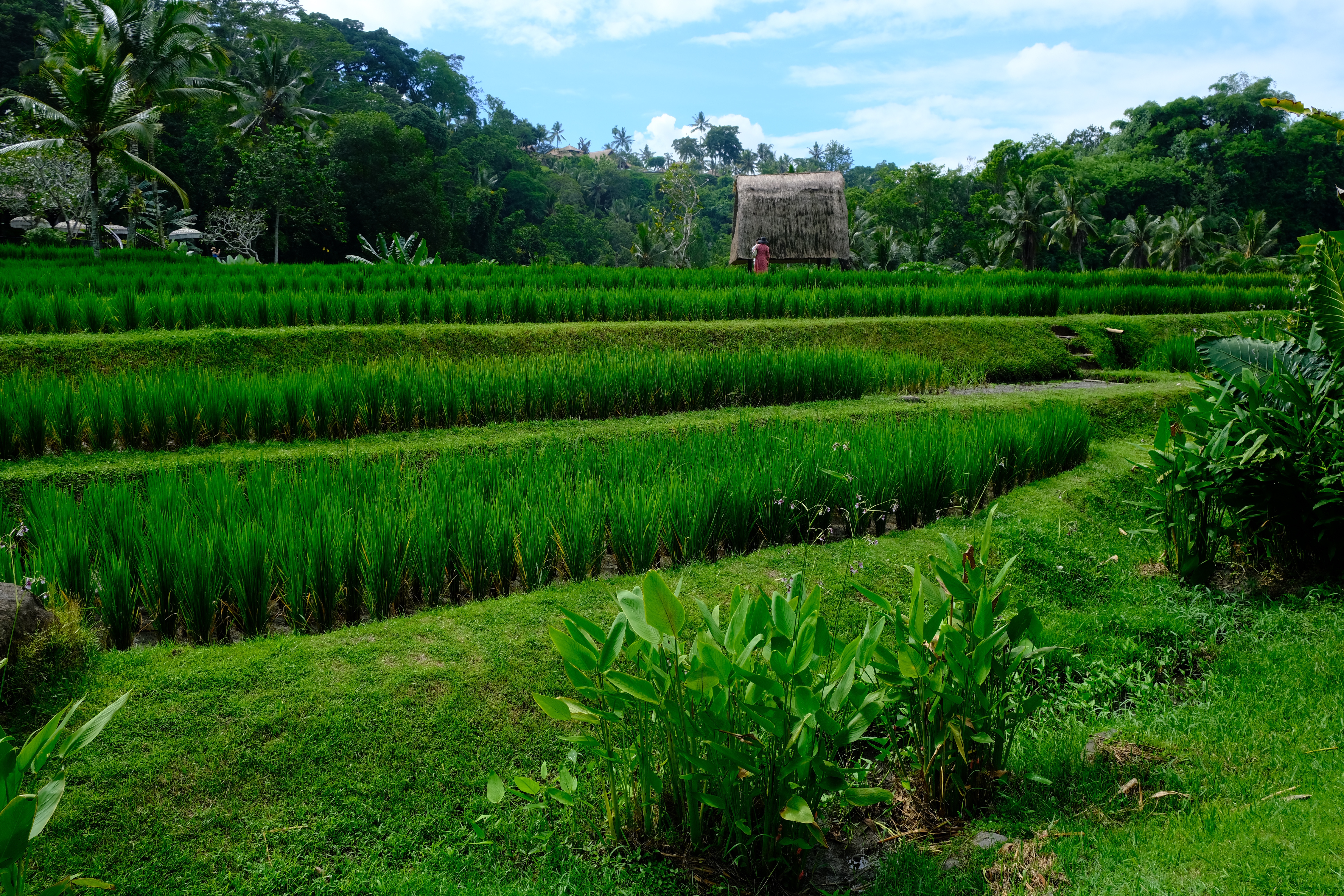 Mandapa a ritzcalton reserve 嵺˼