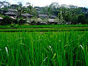 Mandapa a ritzcalton reserve <em>嵺˼</em>