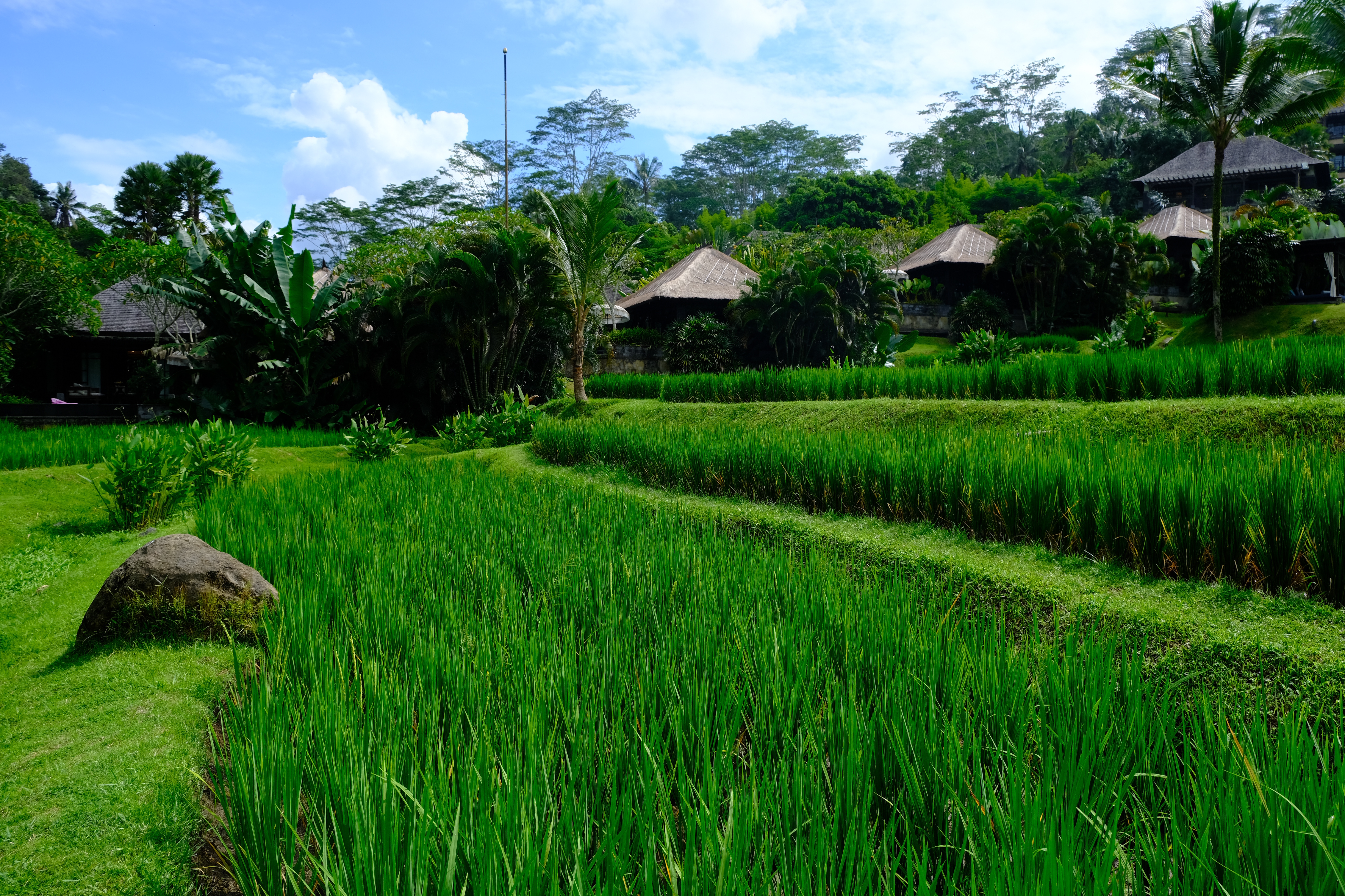 Mandapa a ritzcalton reserve 嵺˼