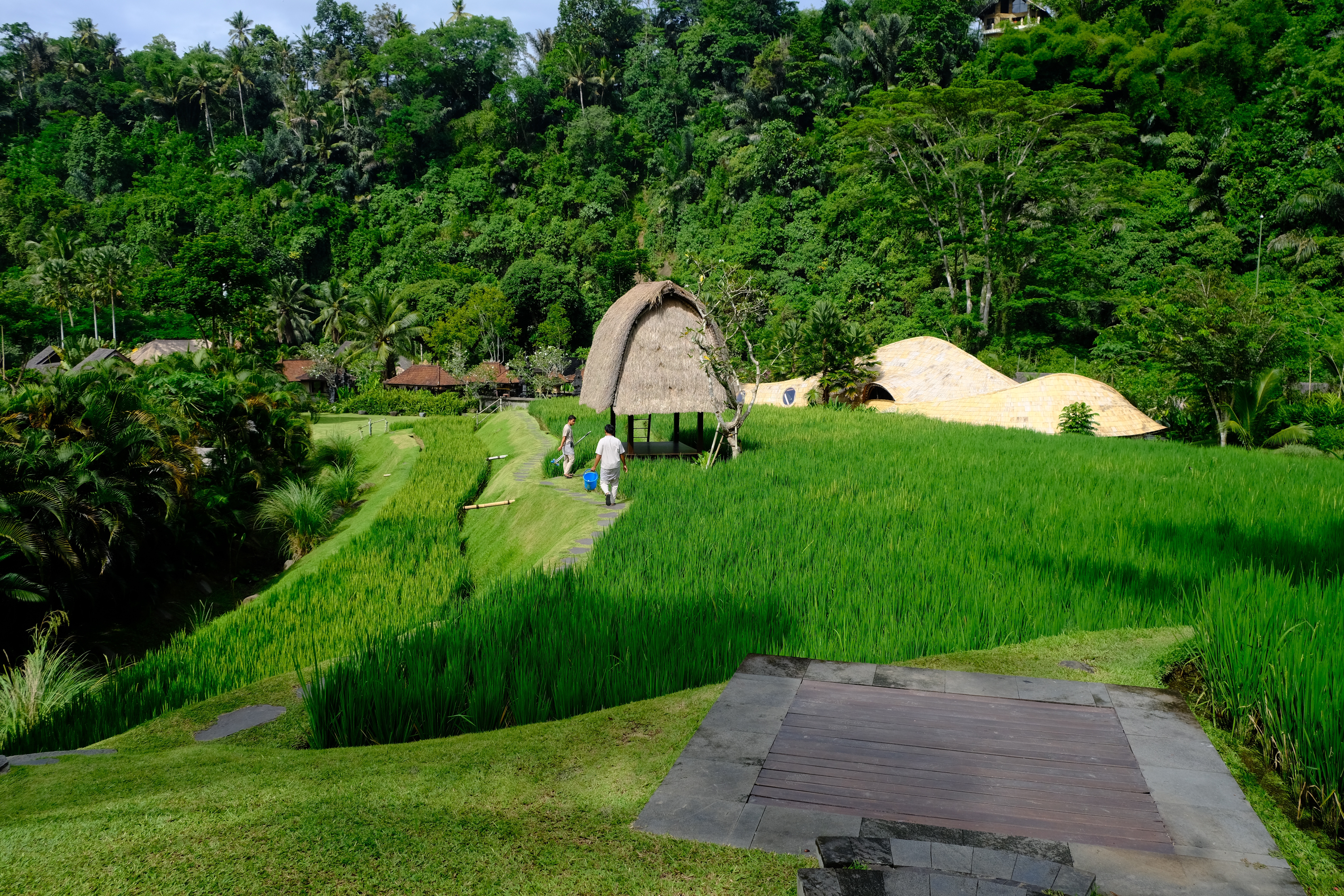 Mandapa a ritzcalton reserve 嵺˼