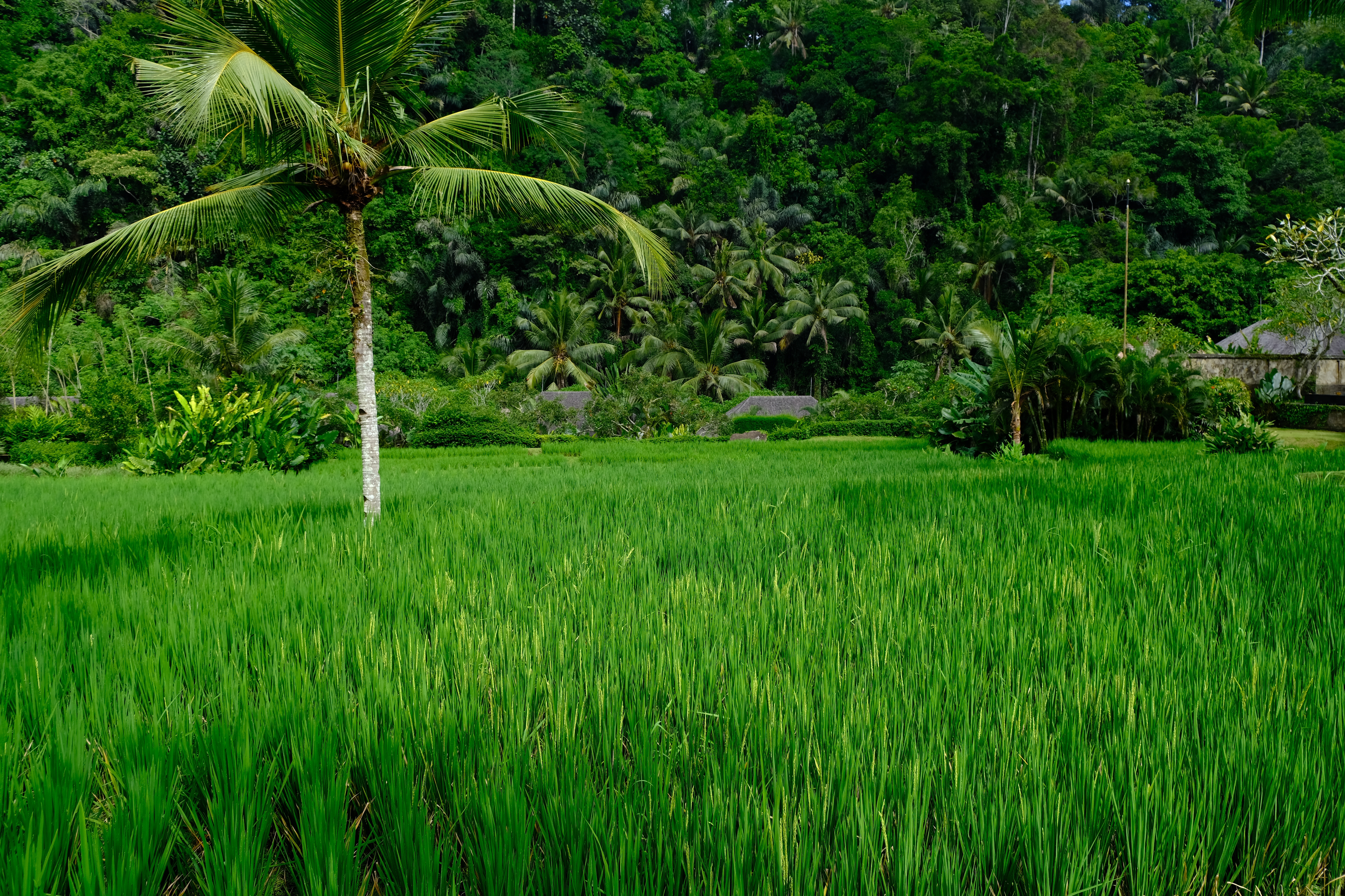 Mandapa a ritzcalton reserve 嵺˼