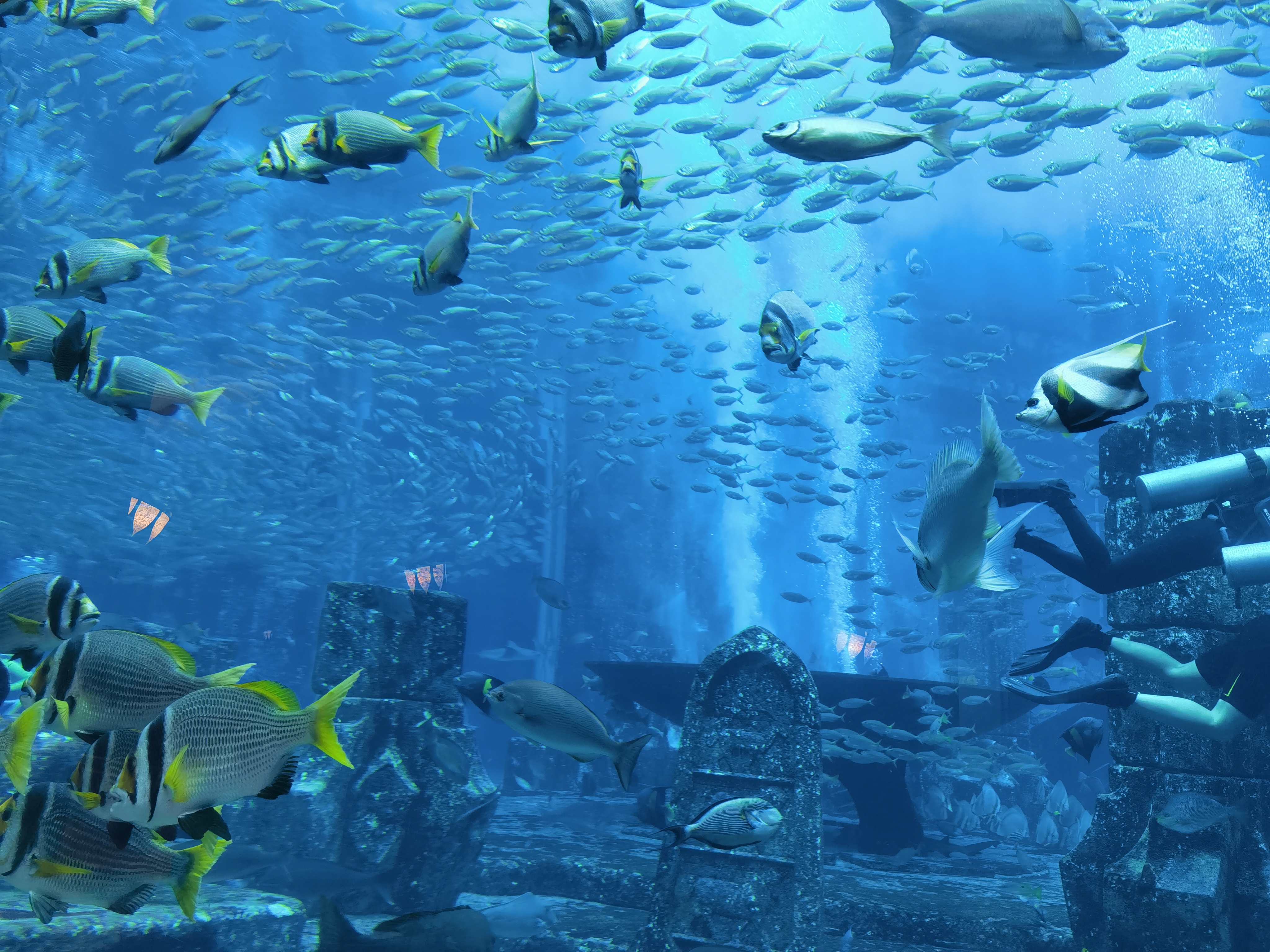 #вͣ# 鵵˹ ATLANTIS THE PALM - һֲ˼