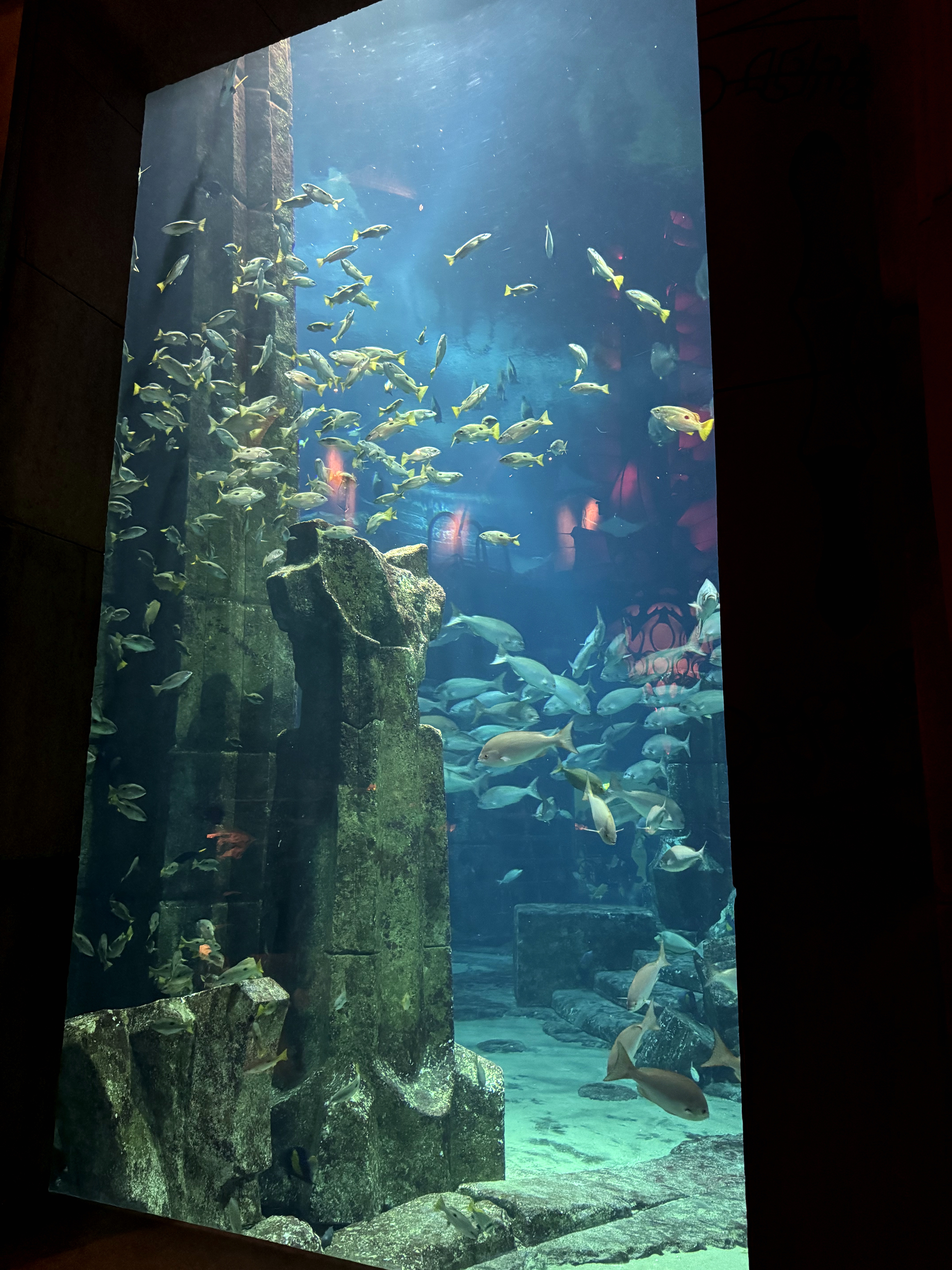 #вͣ# 鵵˹ ATLANTIS THE PALM - һֲ˼