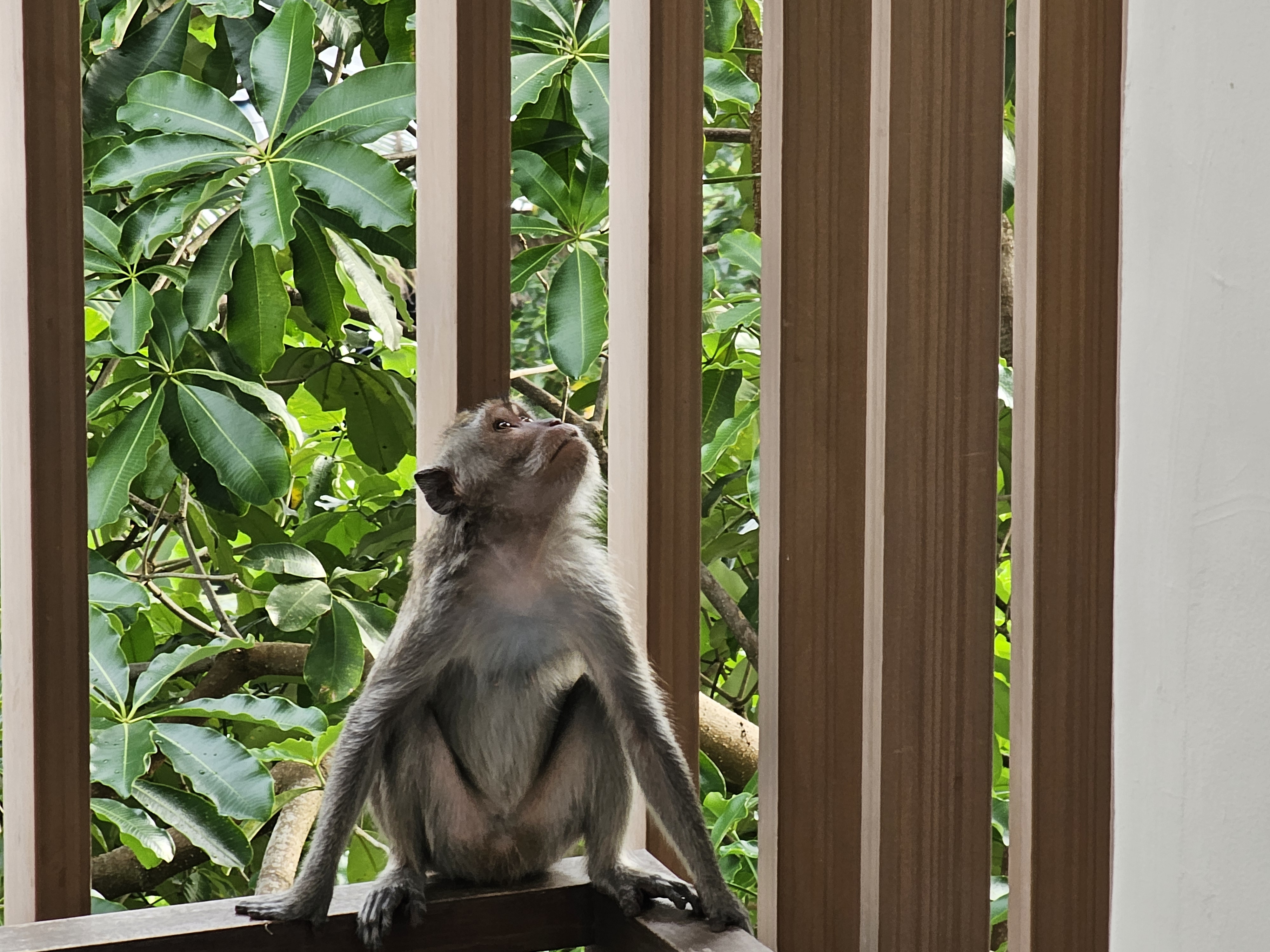 Element by Westin Ubud.A wondeful stay.嵺ƽ