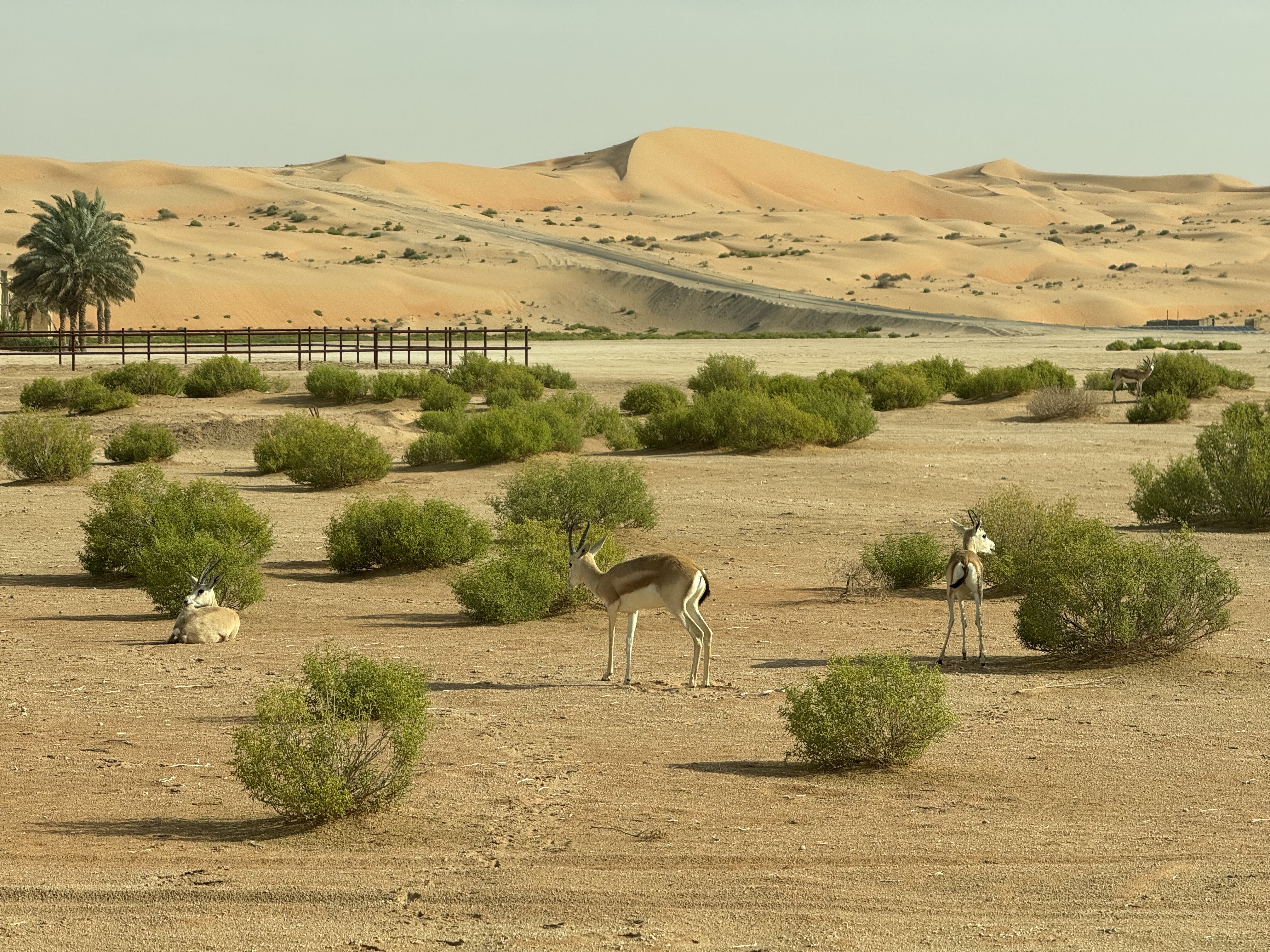 ɳ2ȶȣ˵һȡذȵQasr Al Sarab Desert Resort by Anantara