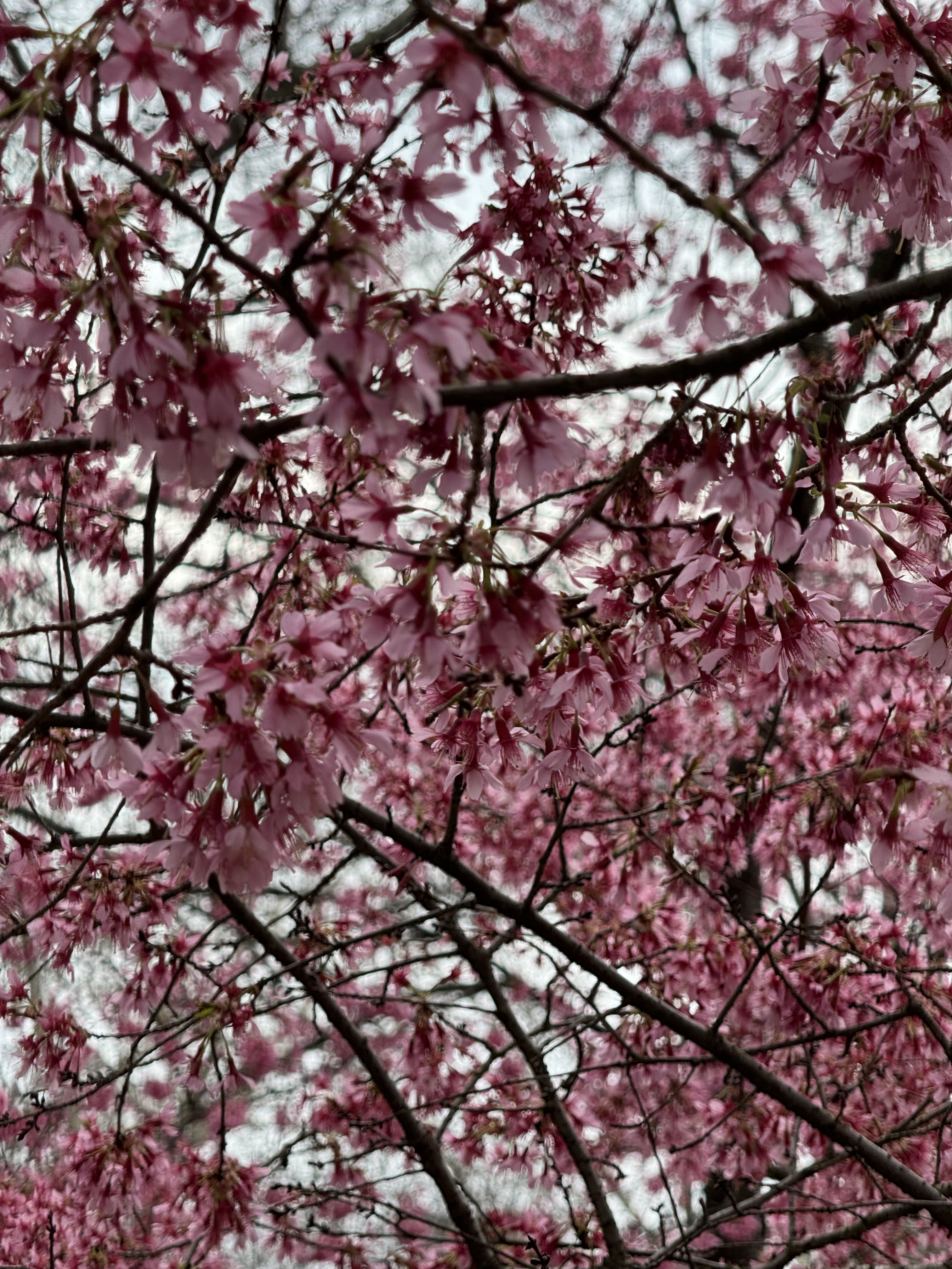 λԽ - Thompson Central Park 빫԰ɭƵ