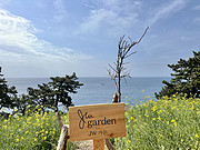 拥抱济州的风、花与石头———济州岛JW万豪度假酒店