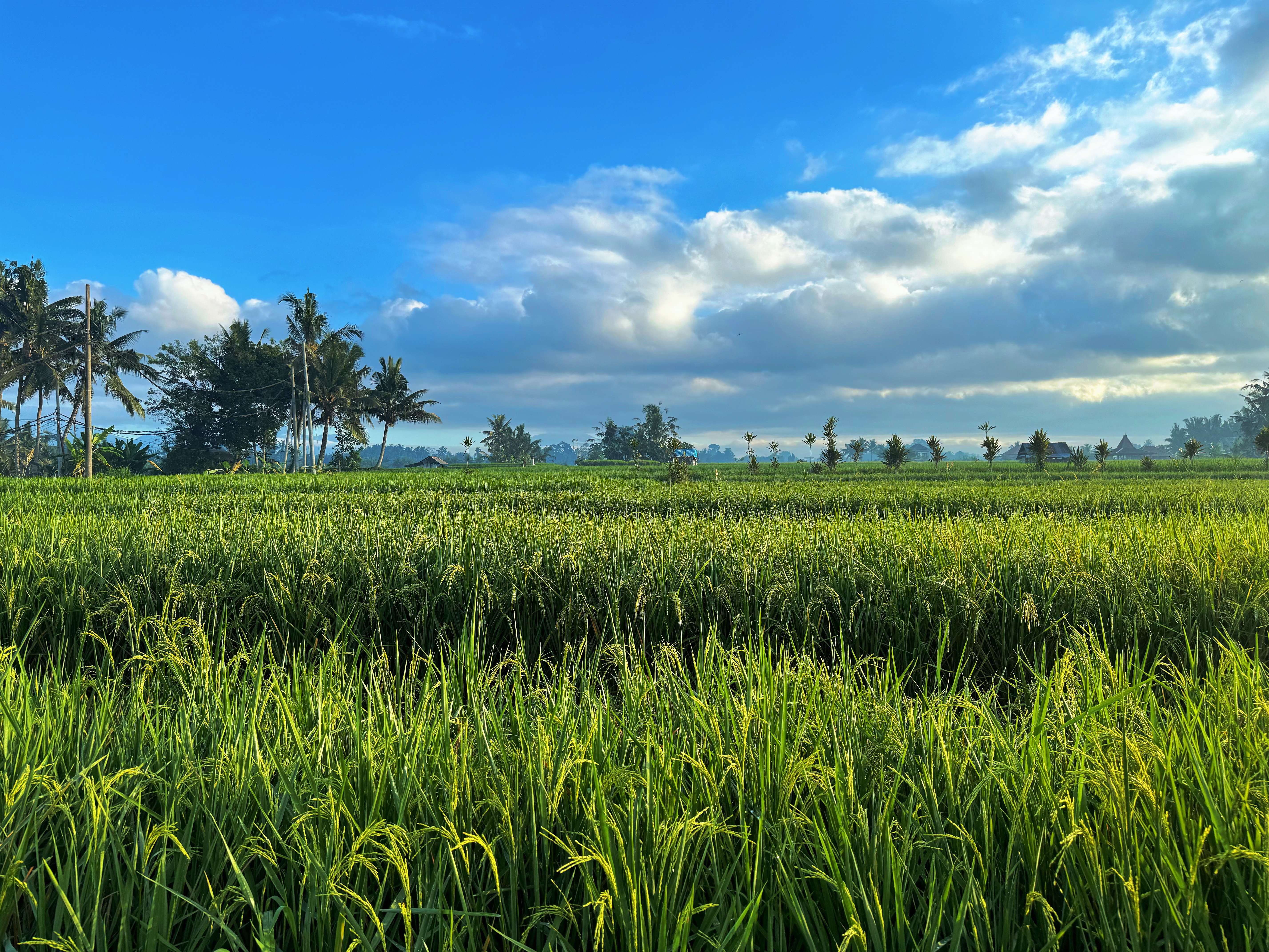 Ͽۡ嵺ڲAlila Ubud