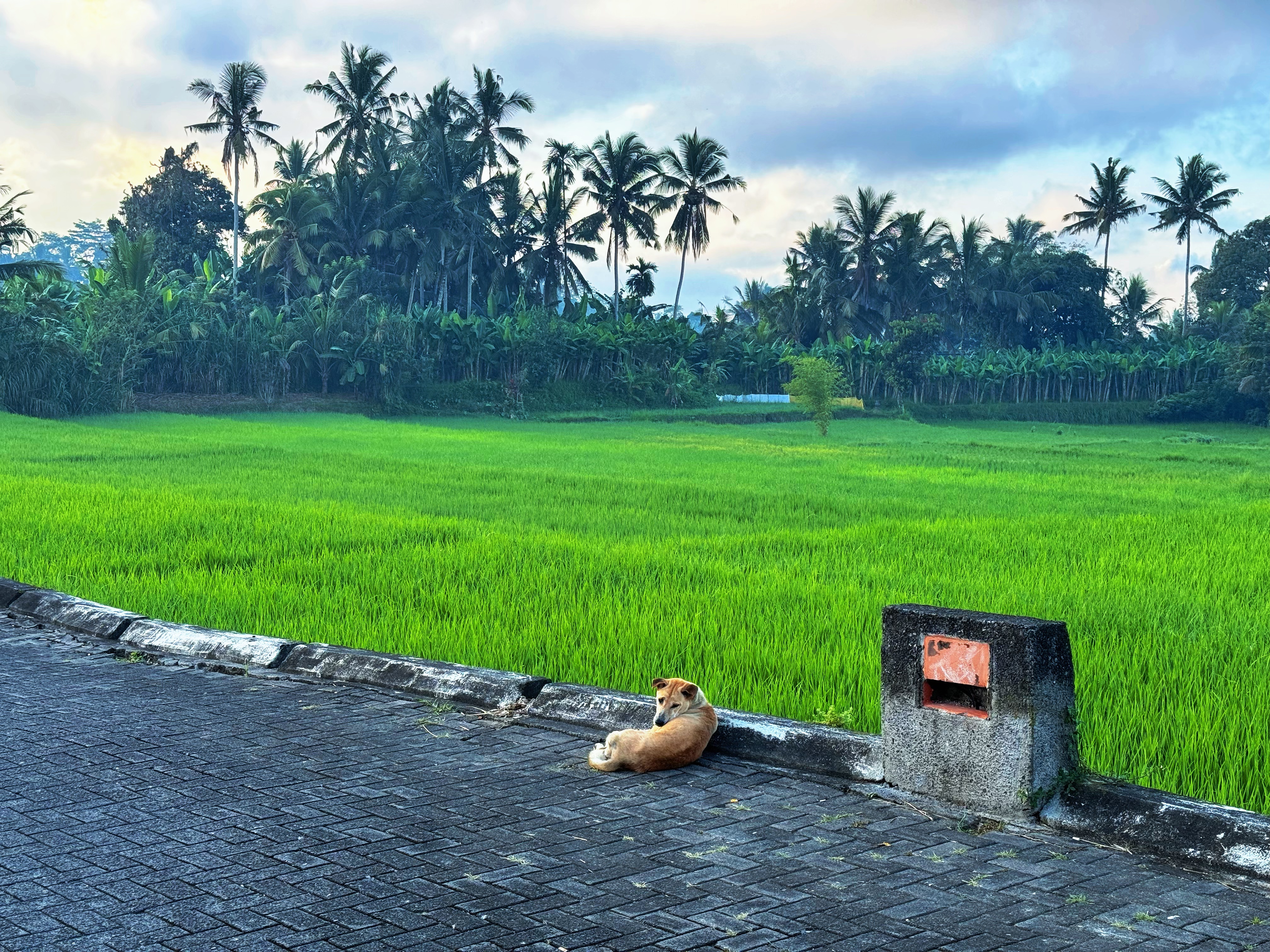 Ͽۡ嵺ڲAlila Ubud