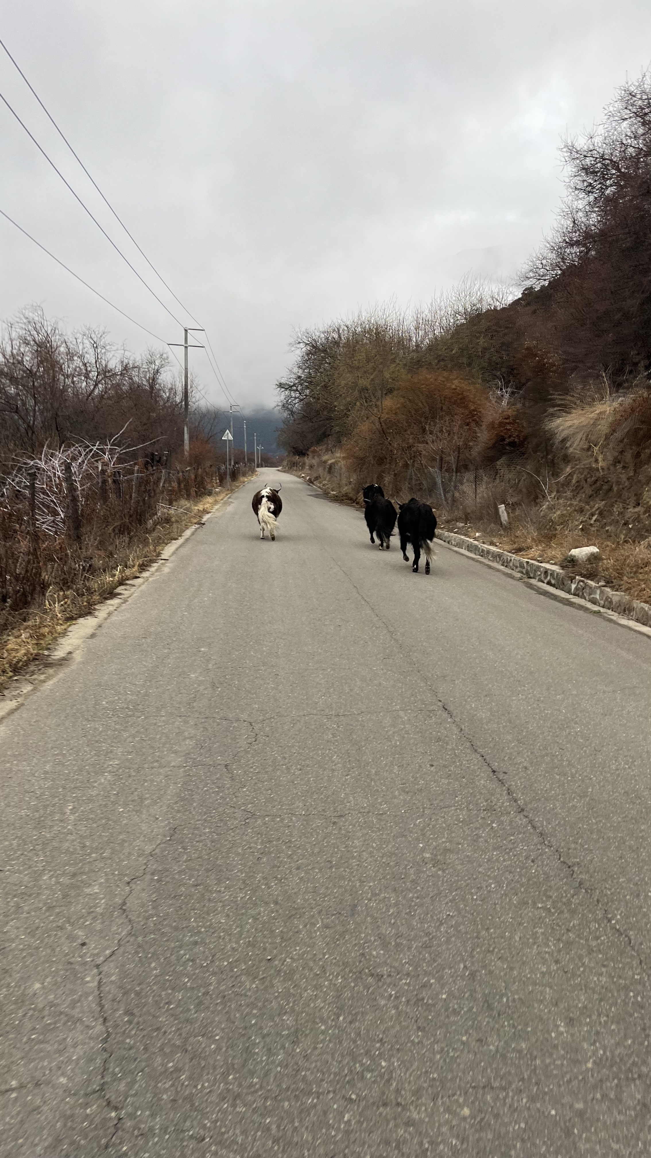 109֮û- ʥ޼ʴ󷹵/InterContinental Lhasa