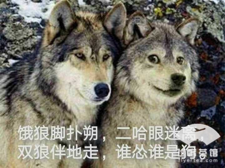 ϺѼȲ