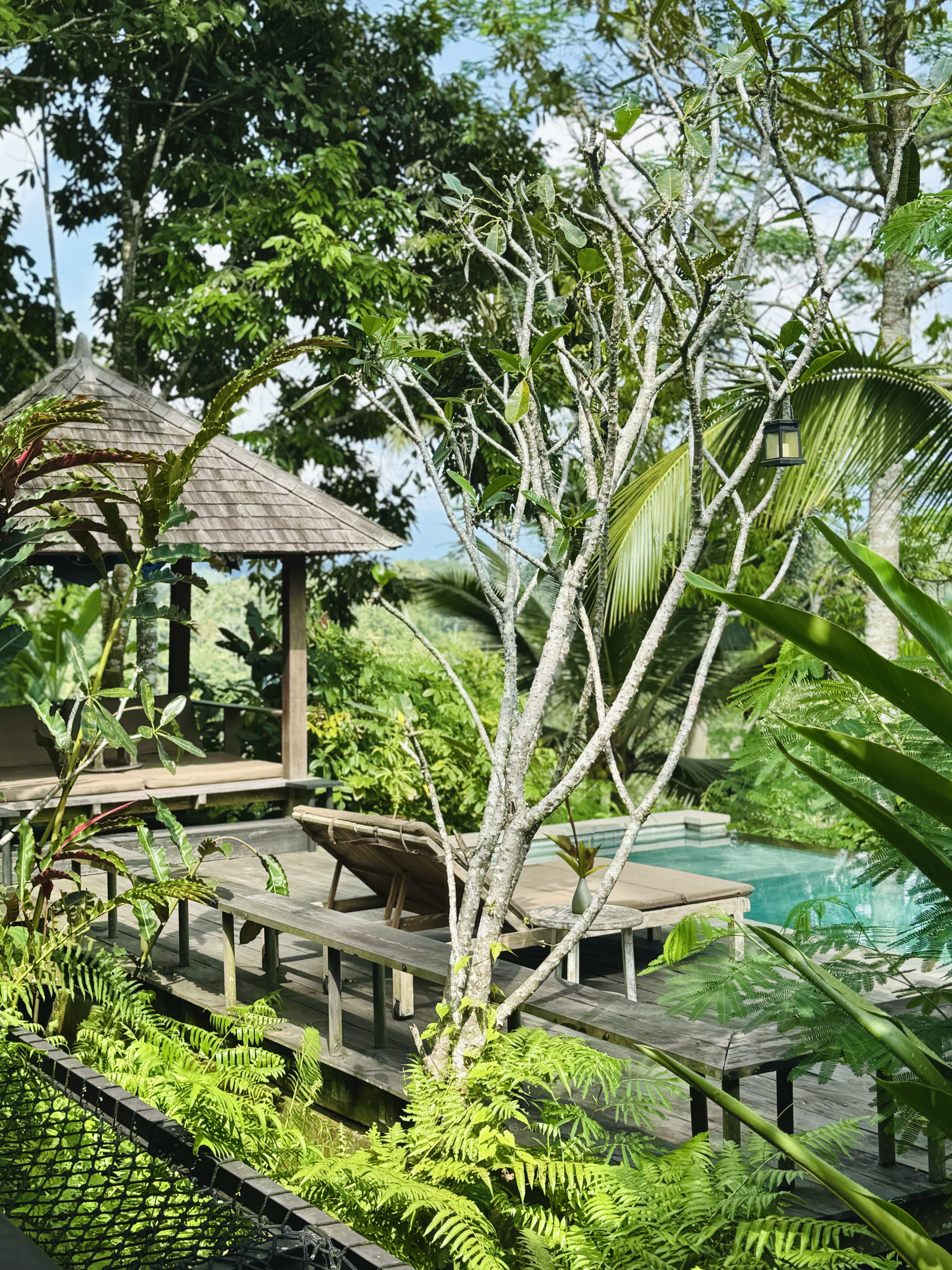 жݶȼٴر顪嵺ݾBuahana Banyan Tree Escape