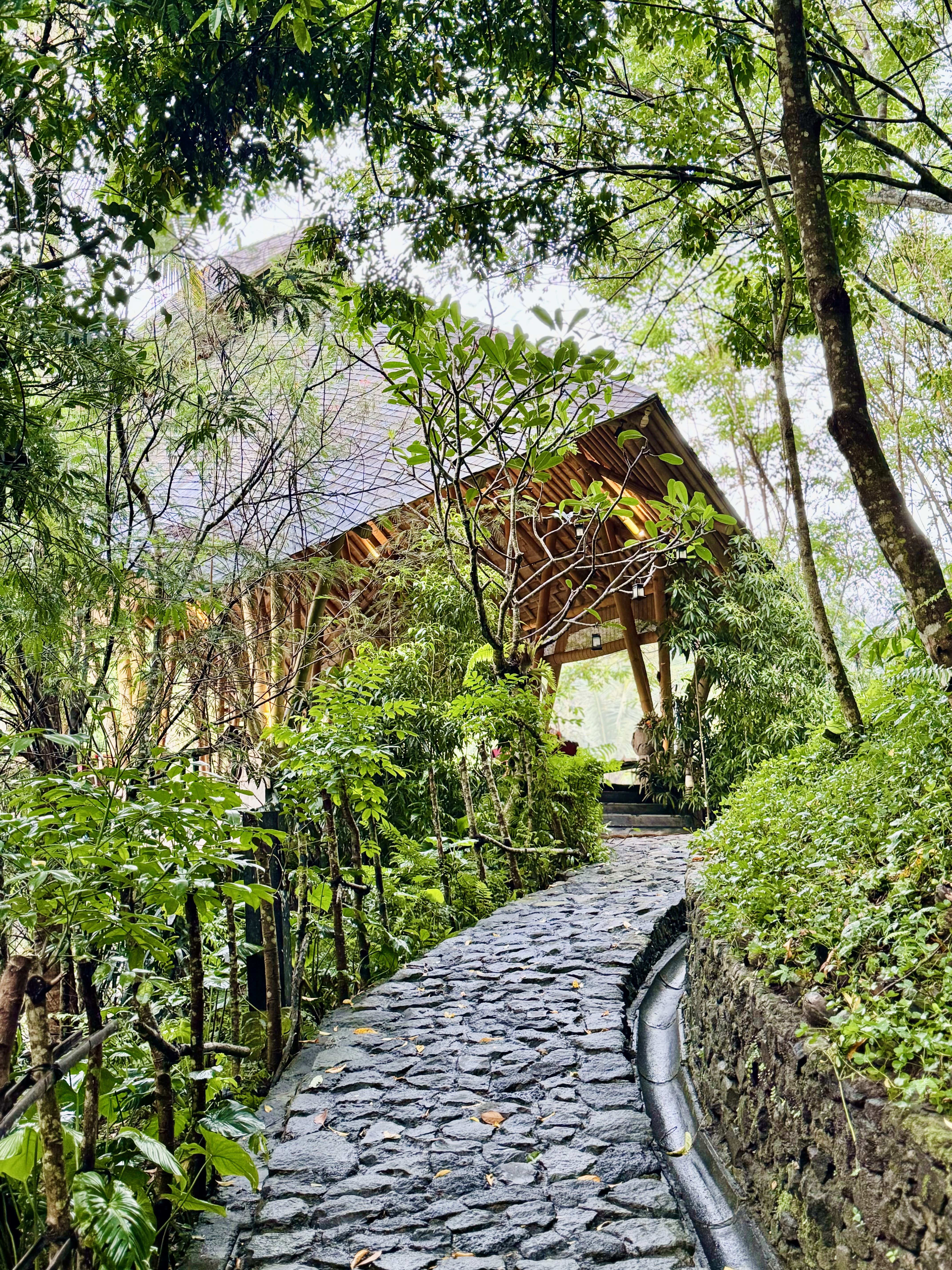 жݶȼٴر顪嵺ݾBuahana Banyan Tree Escape
