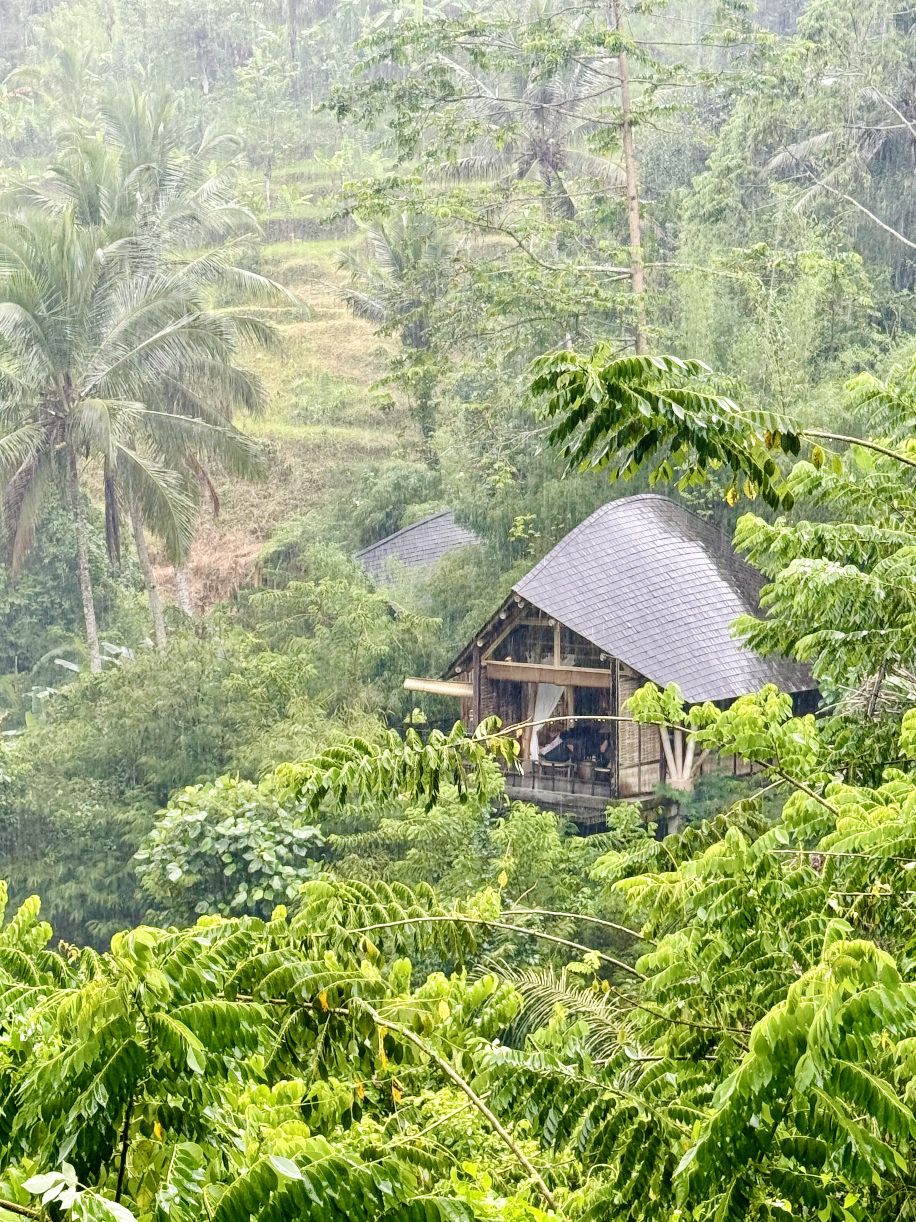 жݶȼٴر顪嵺ݾBuahana Banyan Tree Escape