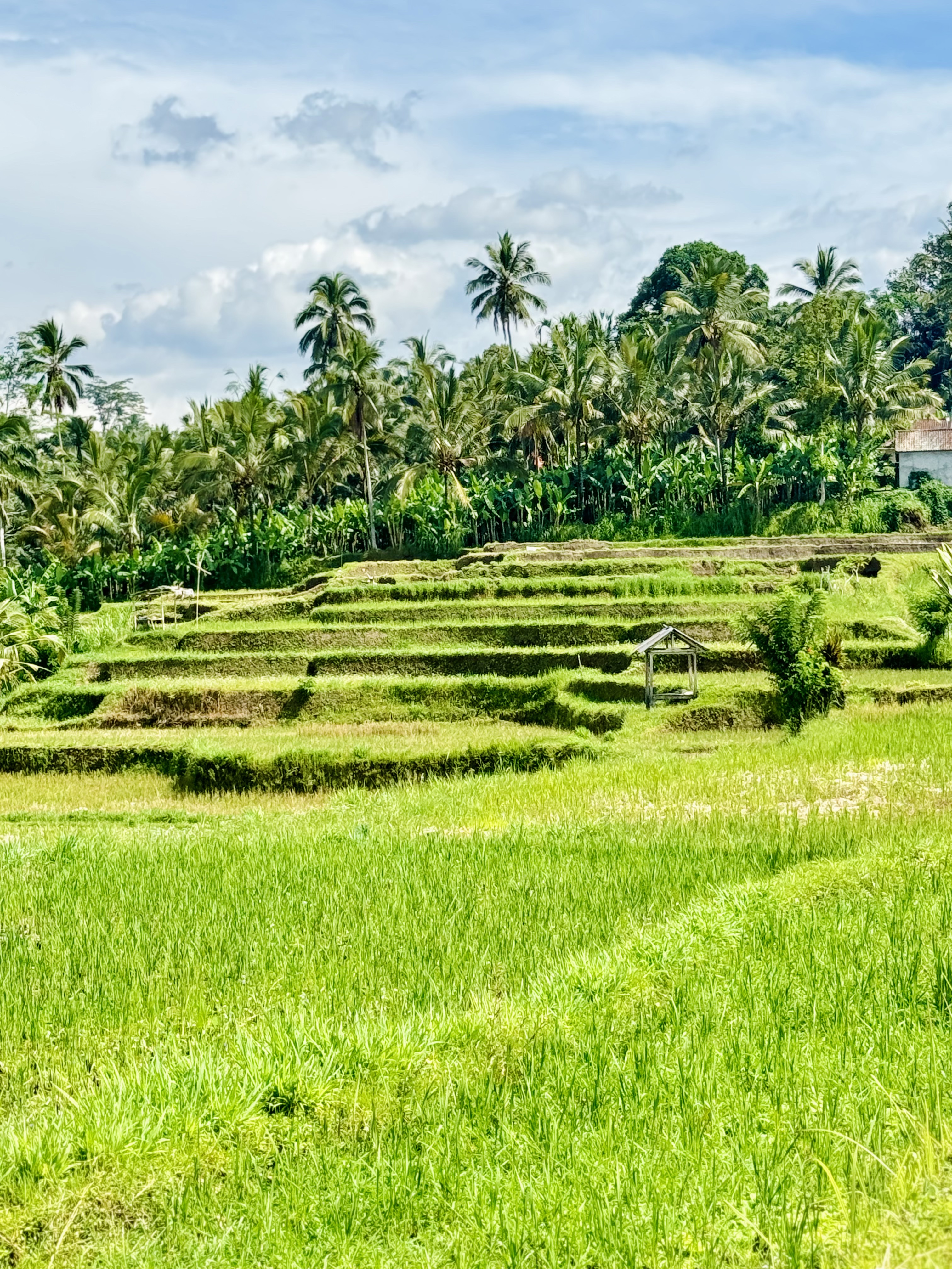 жݶȼٴر顪嵺ݾBuahana Banyan Tree Escape