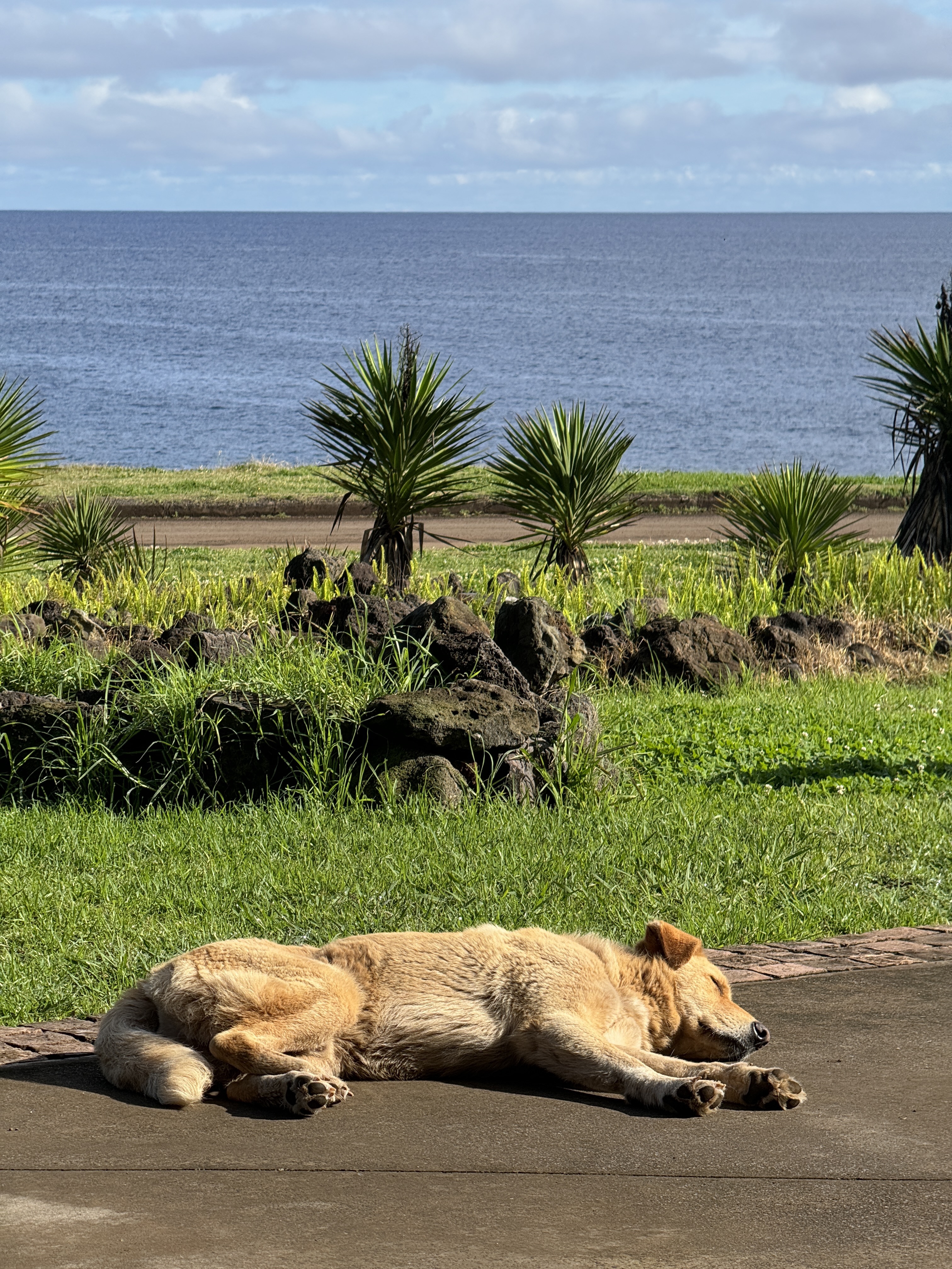 ׷ڵLHWNayara Hangaroa, Easter Island