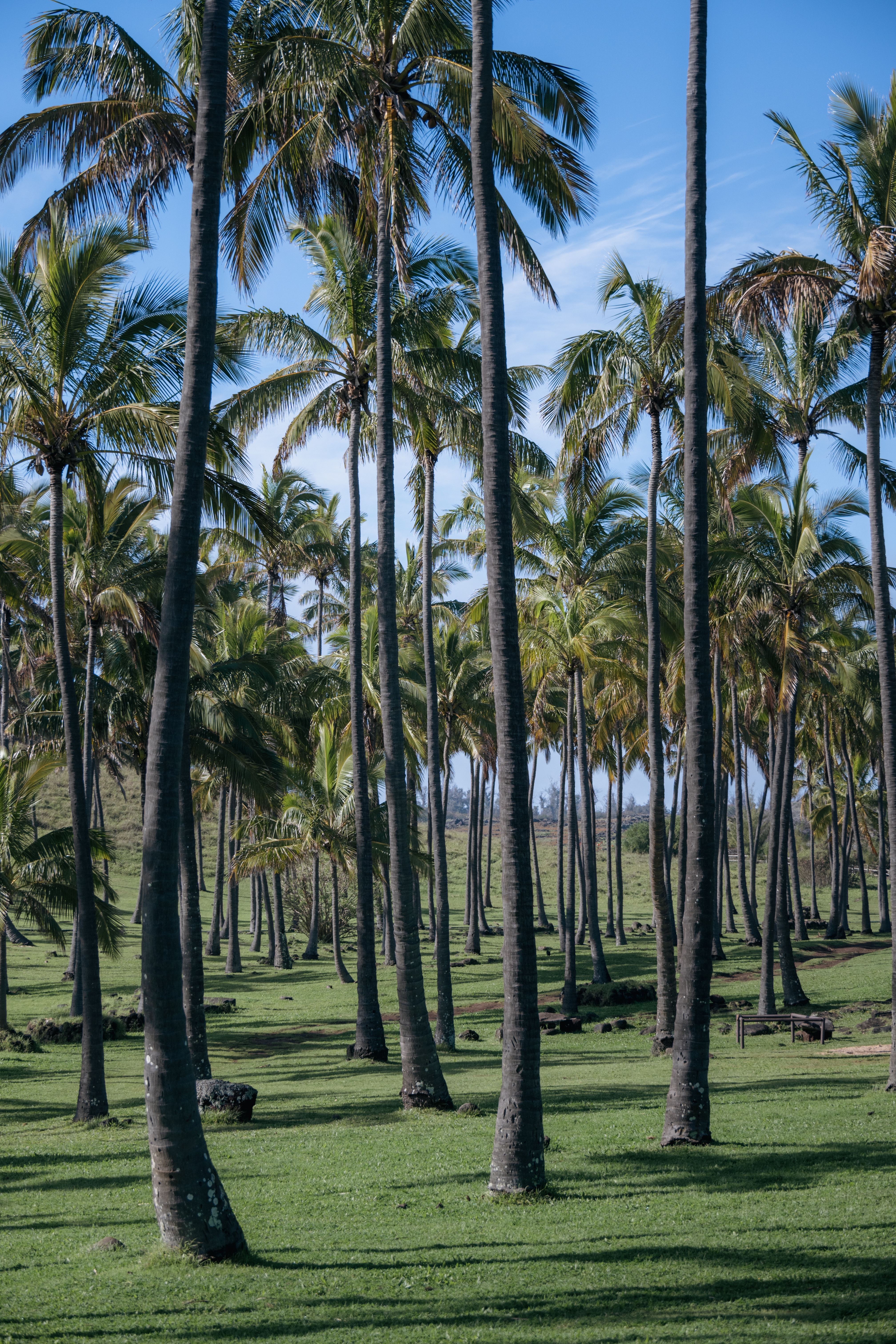 ׷ڵLHWNayara Hangaroa, Easter Island