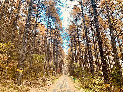 层林尽染的东北深秋----长白山柏悦酒店行政套房，餐饮分享及中国朝鲜边境小城长白县