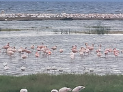 -<em></em>Lake Nakuru Lodge