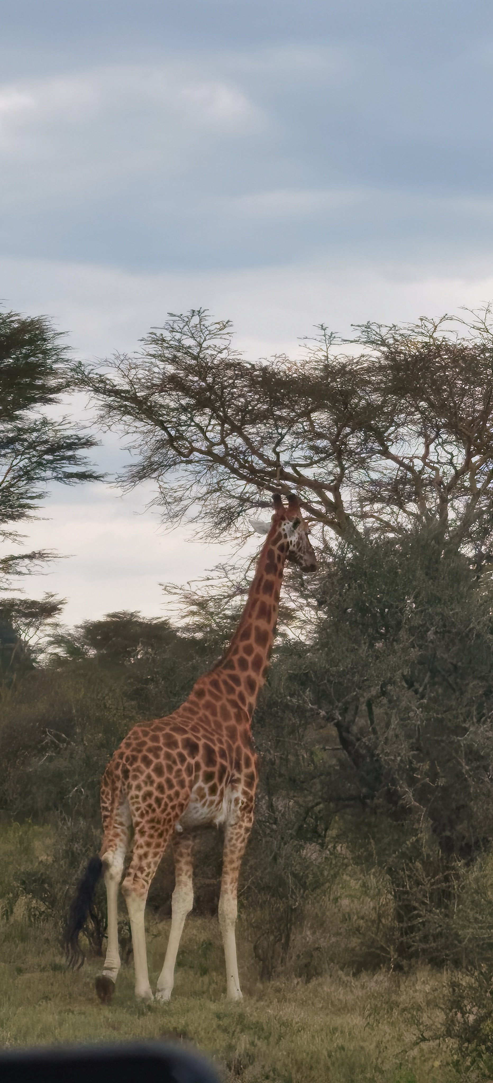 --Lake Nakuru Lodge