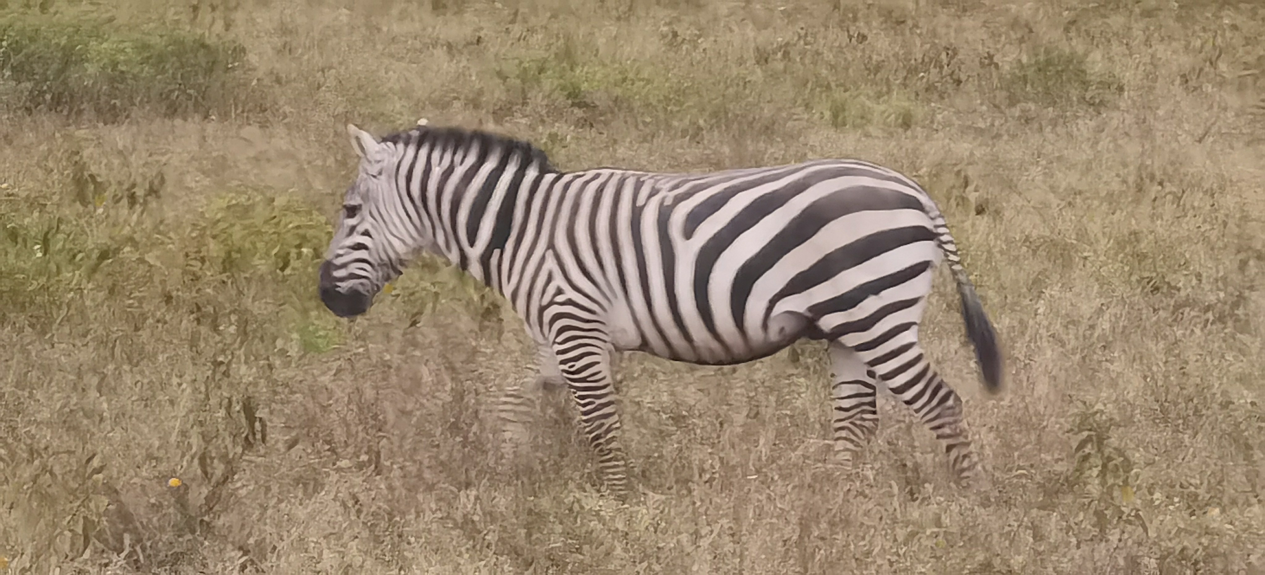 --Lake Nakuru Lodge