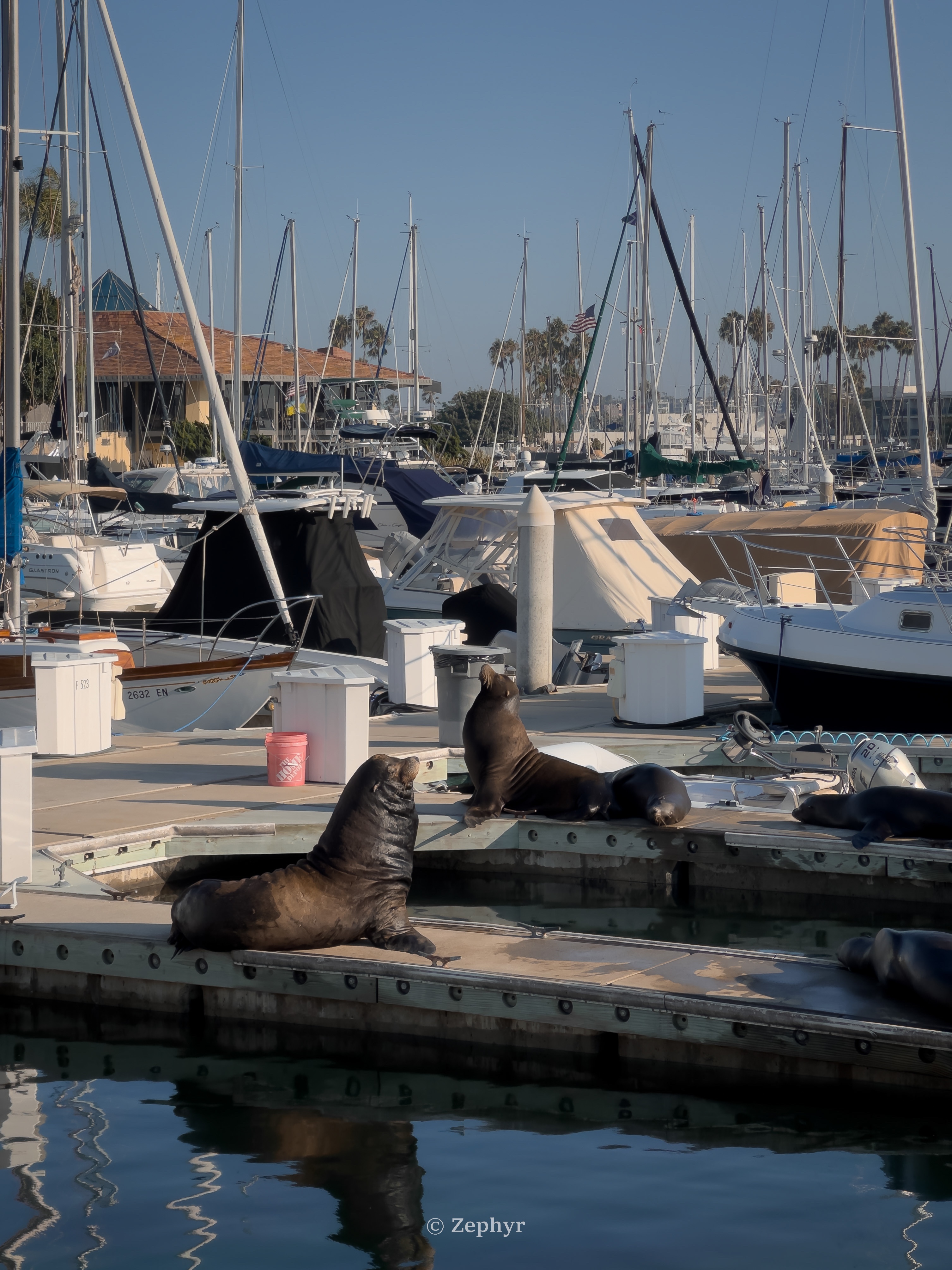 µޱͧͷ | ɼ˼ The Ritz-Carlton, Marina del Rey