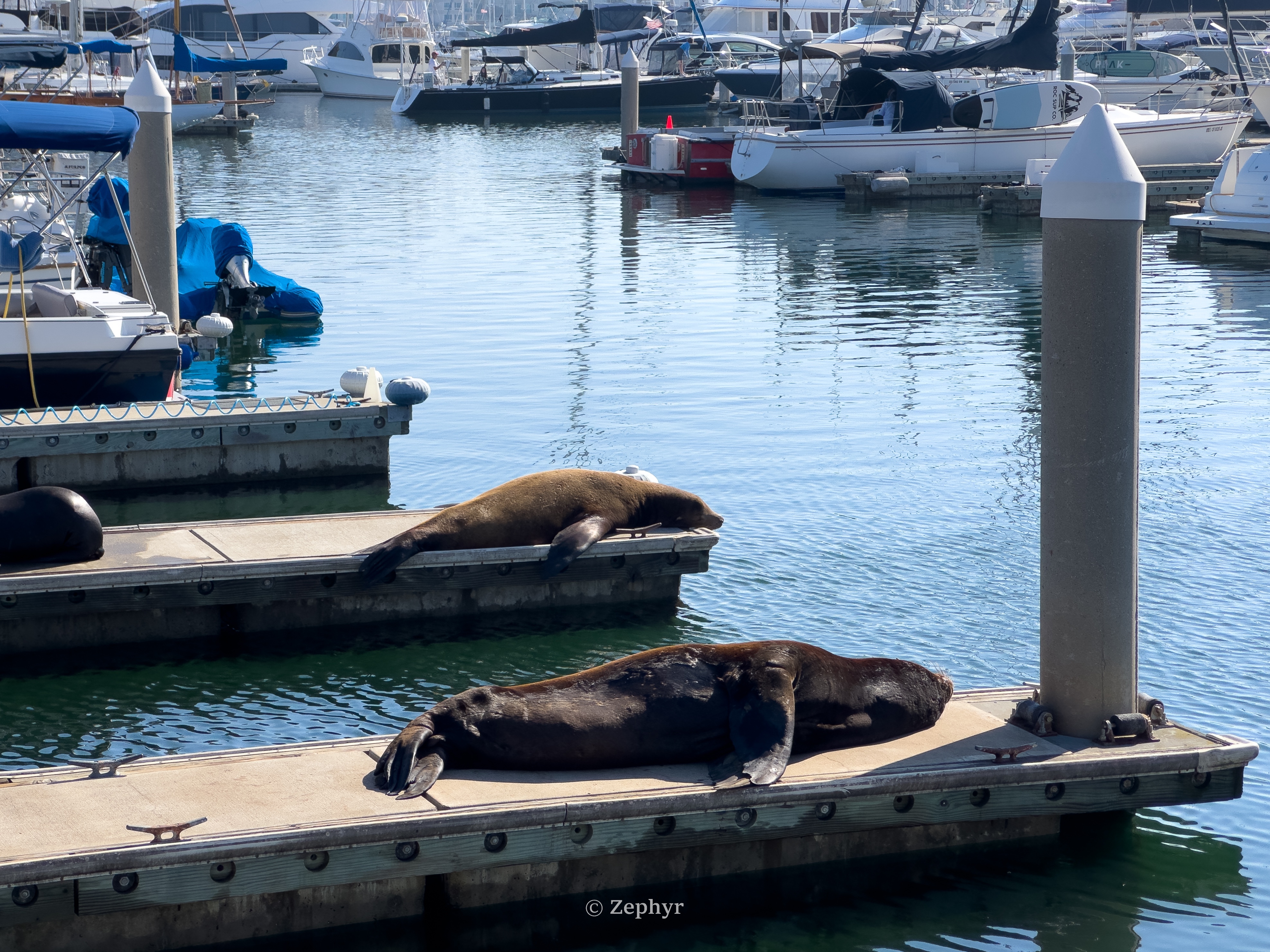 µޱͧͷ | ɼ˼ The Ritz-Carlton, Marina del Rey