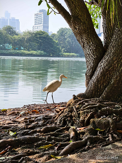 斯里兰卡🇱🇰—科伦坡万怡Courtyard by Marriott Colombo分享