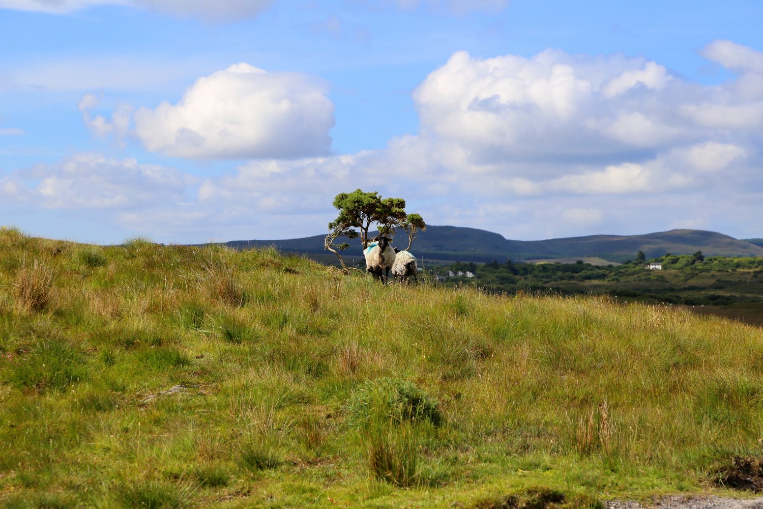 GalwayCastlehouse B&BKylemore޵ԺTully Donegal