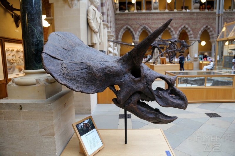 Oxford--Museum of Natural History (13).JPG