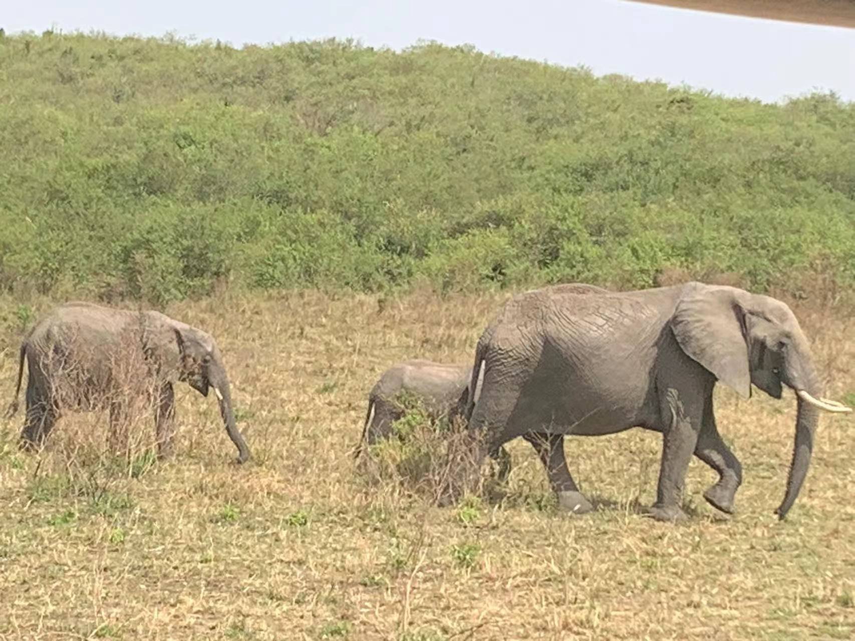 JW Masai Mara Ҫס