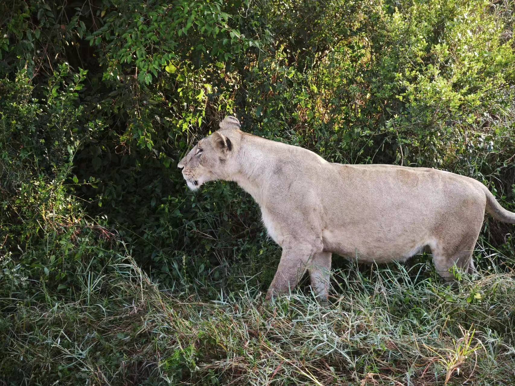 JW Masai Mara Ҫס