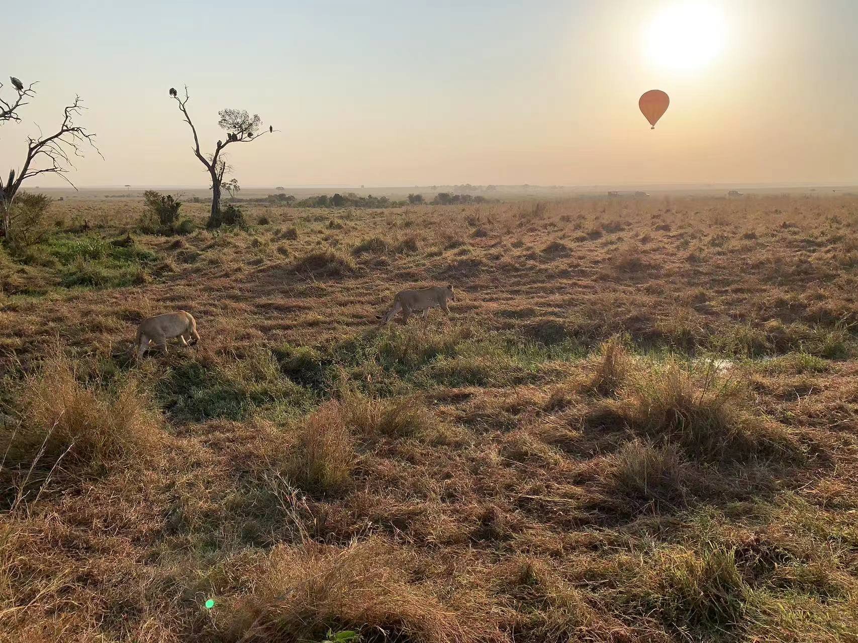 JW Masai Mara Ҫס