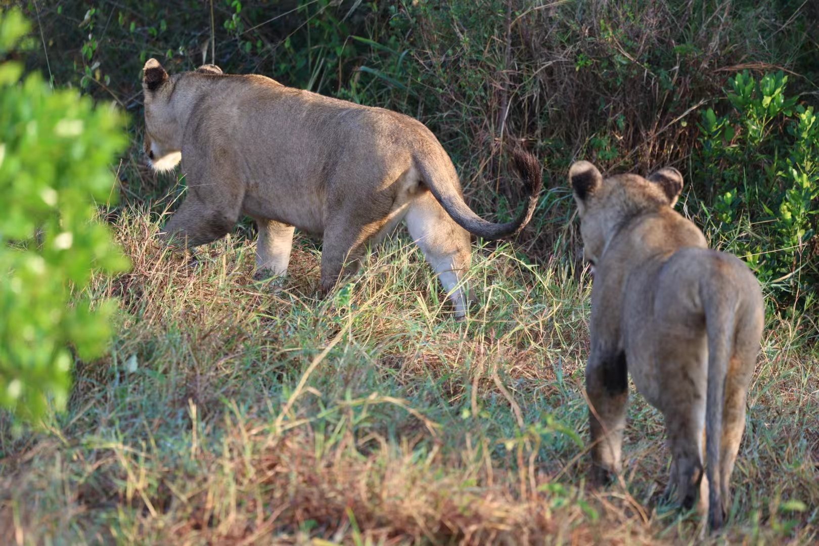 JW Masai Mara Ҫס