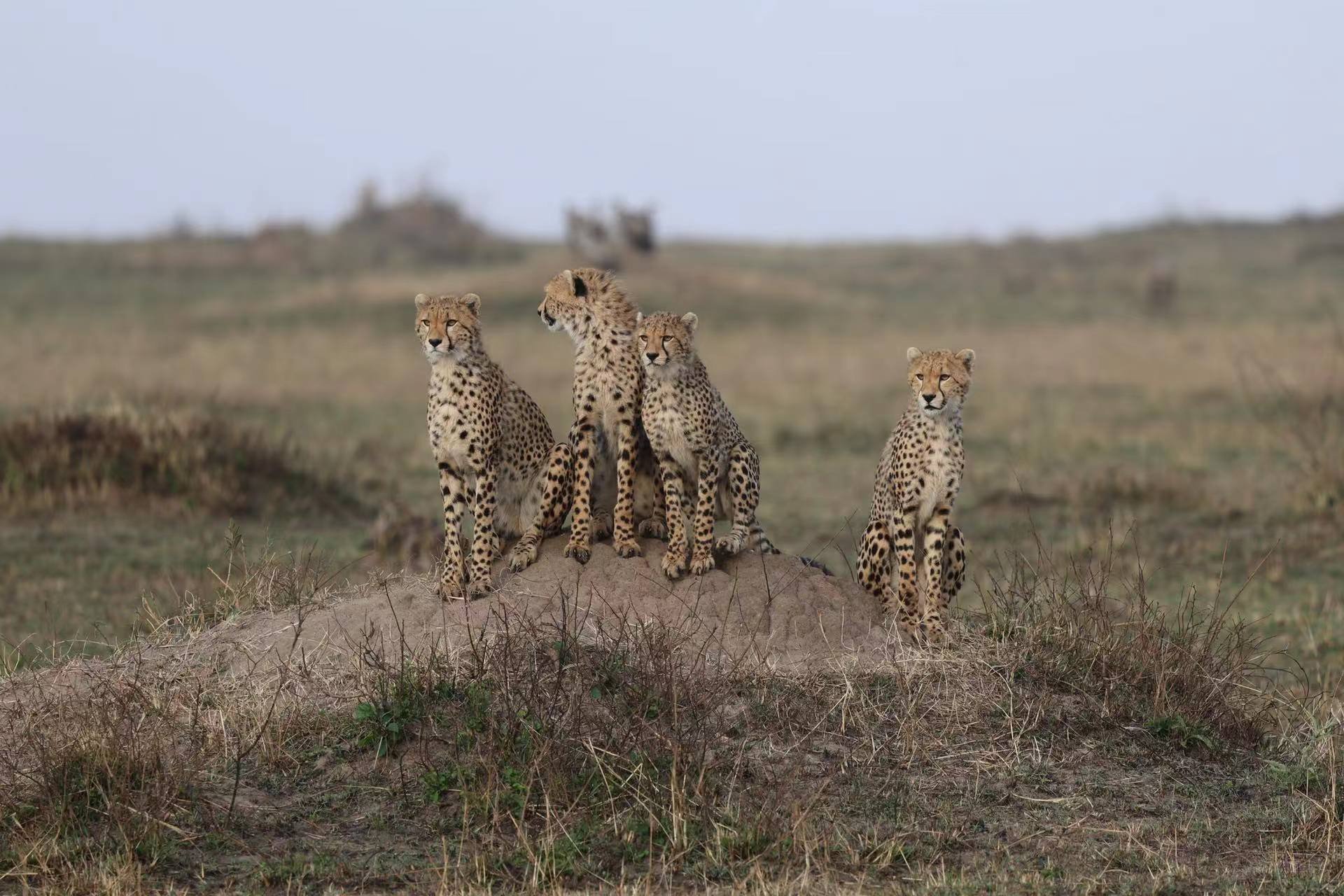 JW Masai Mara Ҫס