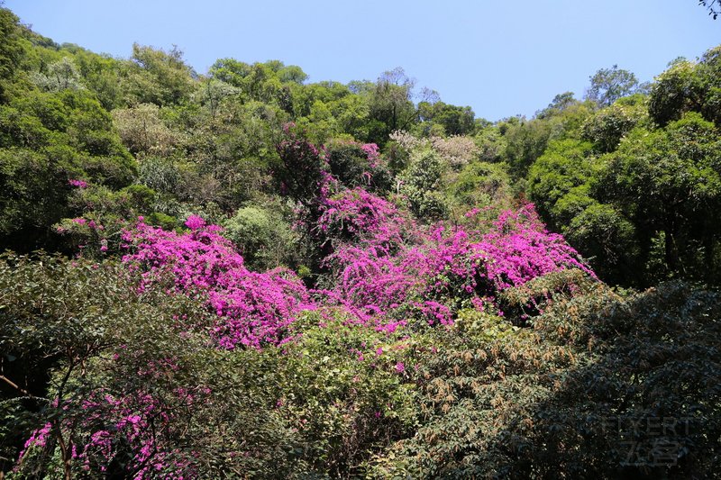 Zhaoqing--鼎湖