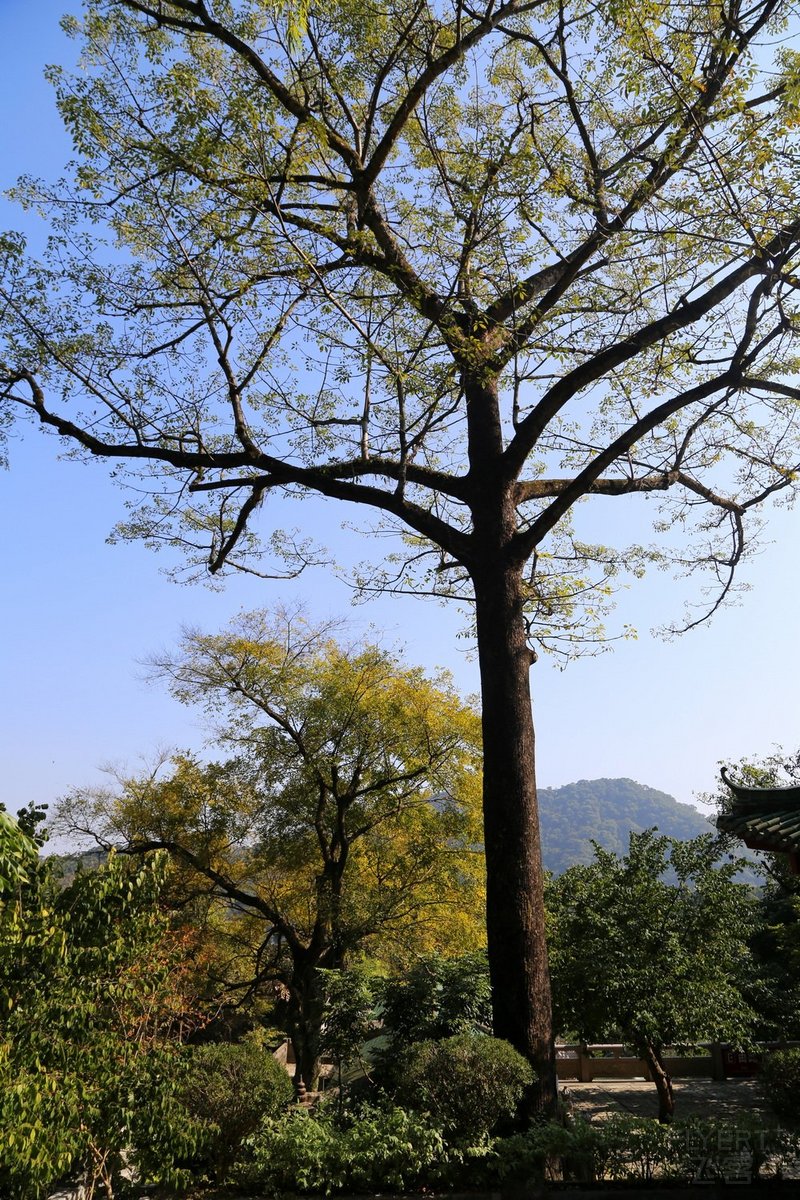 Zhaoqing--鼎湖