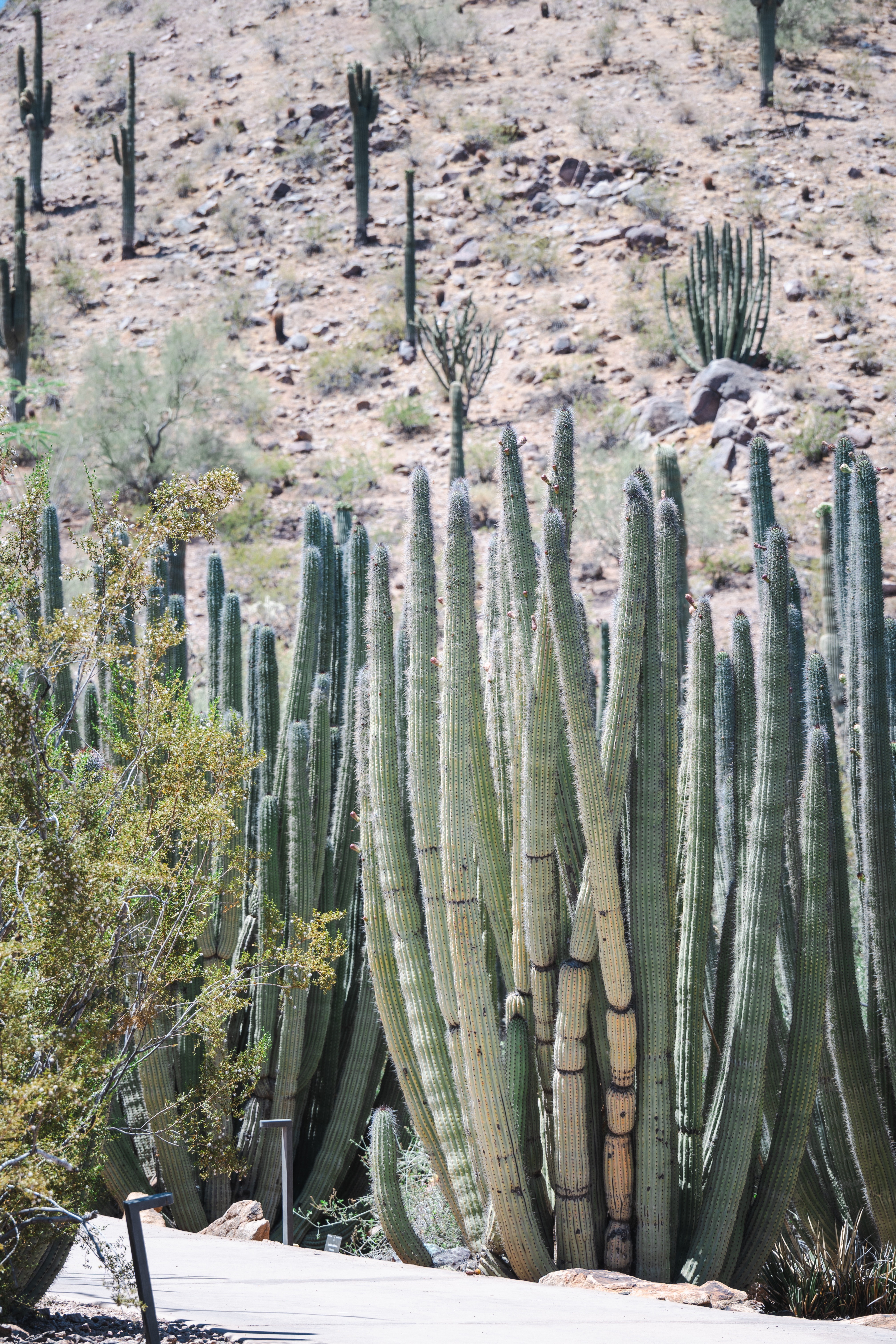Ʒ֮˳ܱTempe Mission Palms, Destination by Hyatt׷