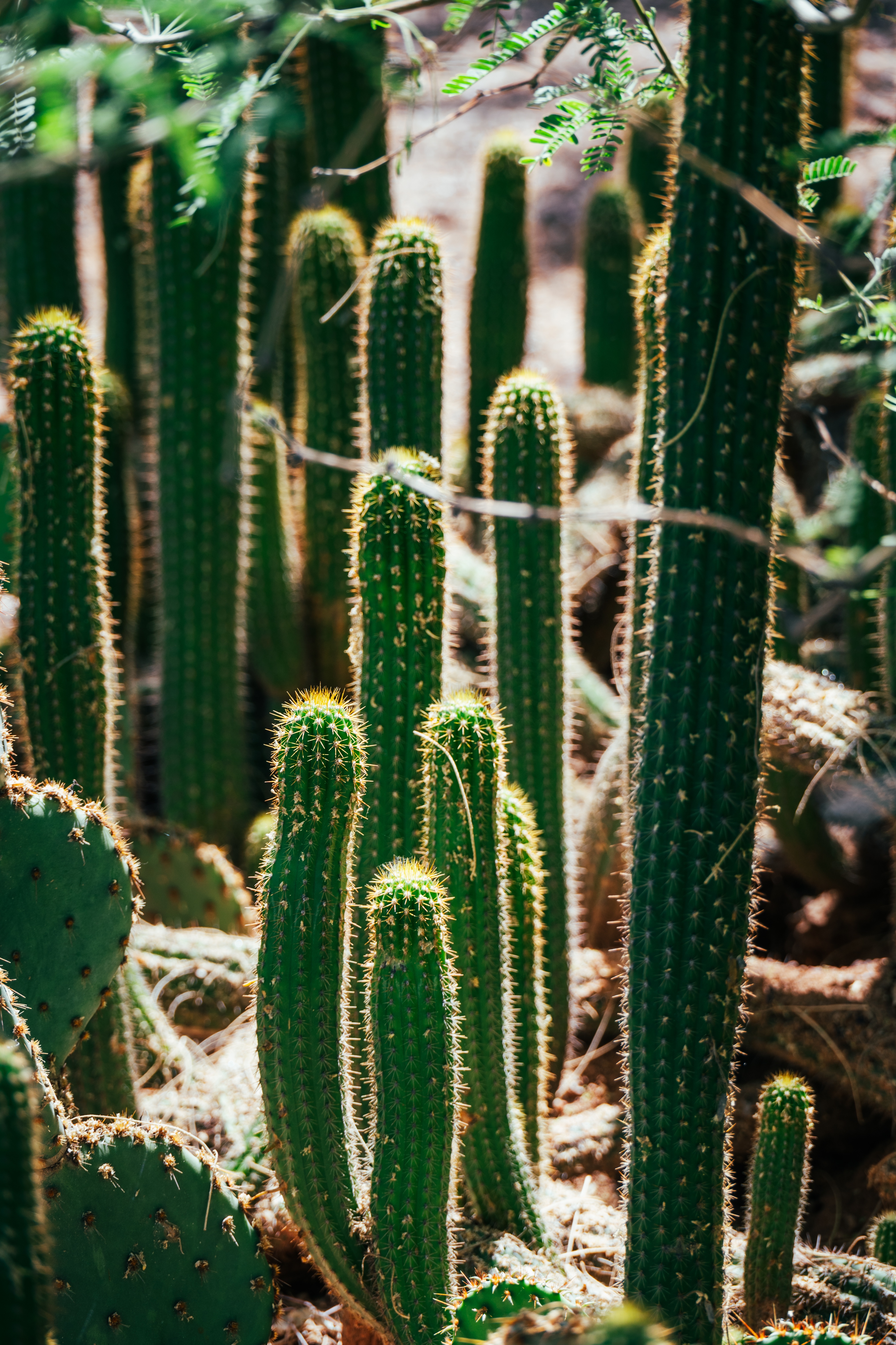 Ʒ֮˳ܱTempe Mission Palms, Destination by Hyatt׷
