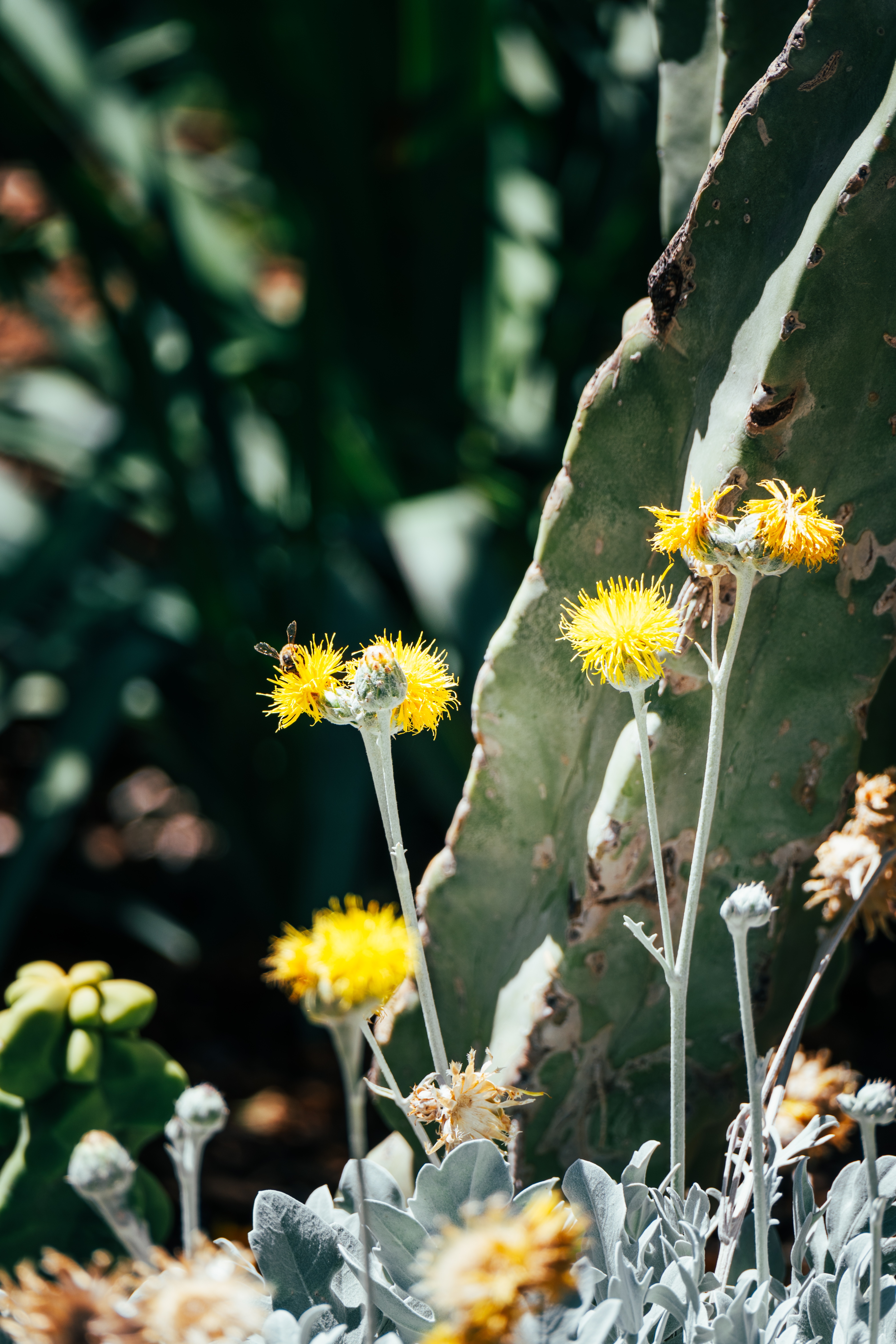 Ʒ֮˳ܱTempe Mission Palms, Destination by Hyatt׷