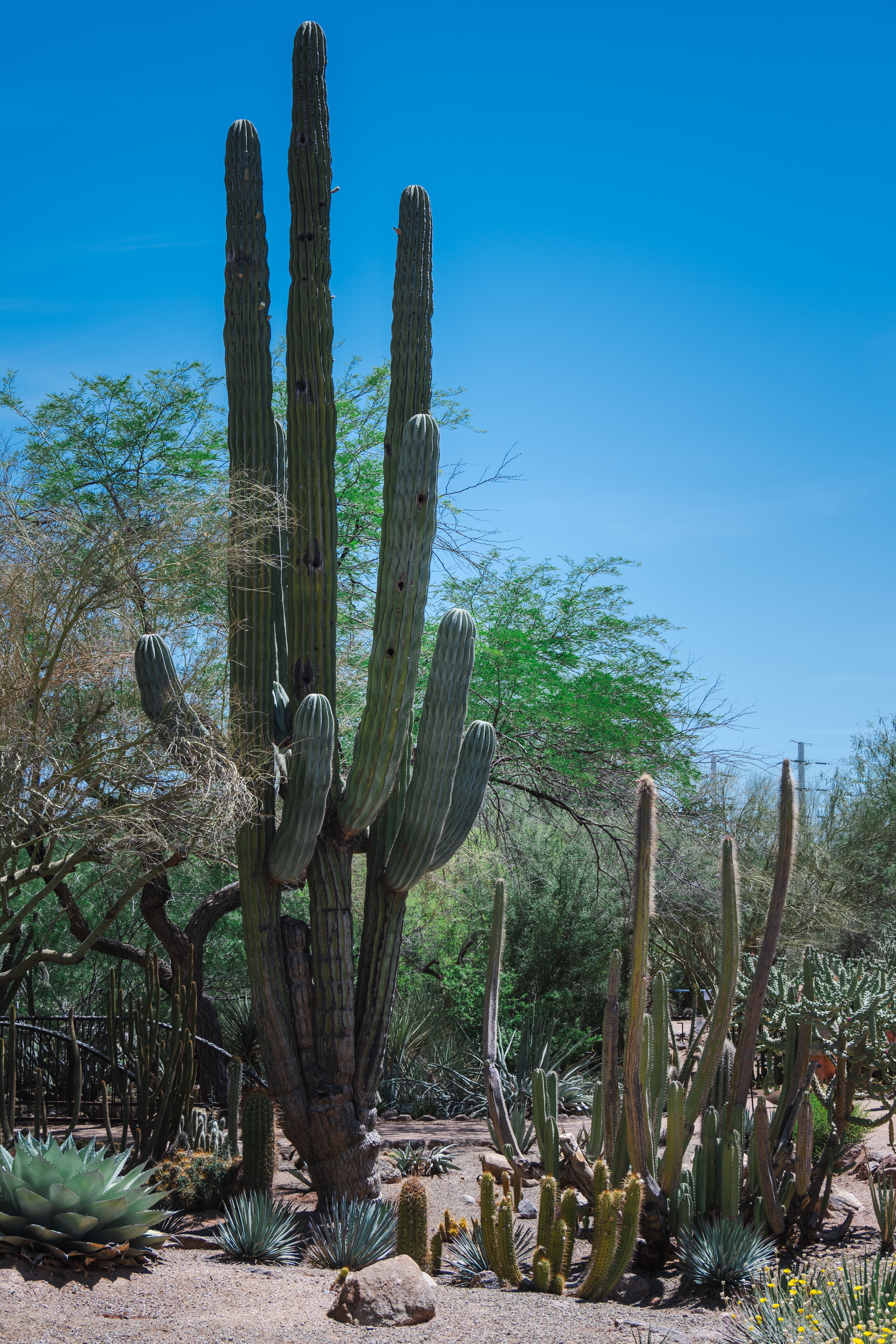 Ʒ֮˳ܱTempe Mission Palms, Destination by Hyatt׷